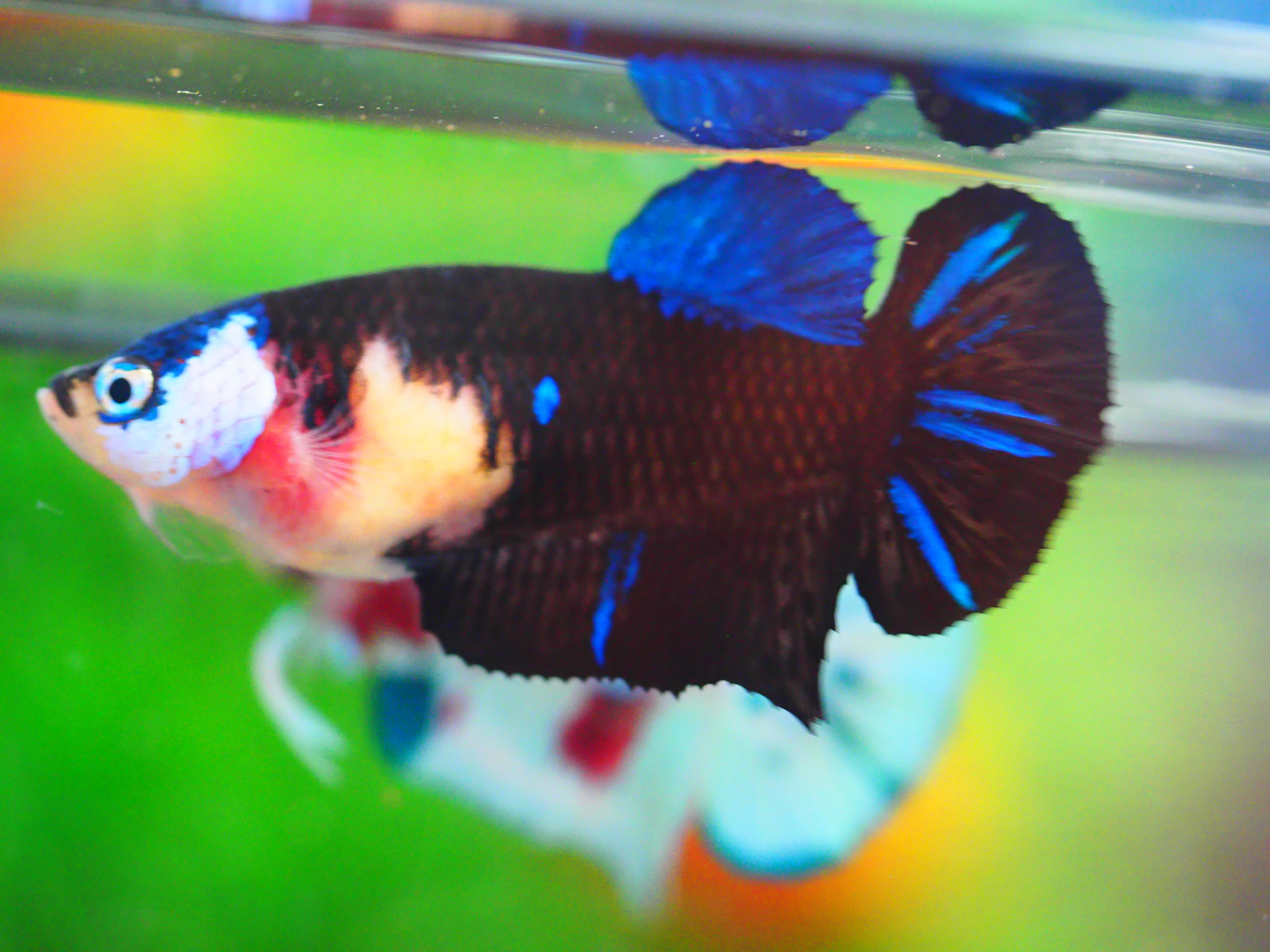 HMPK KOI GALAXY FNMALE GRADE A +++