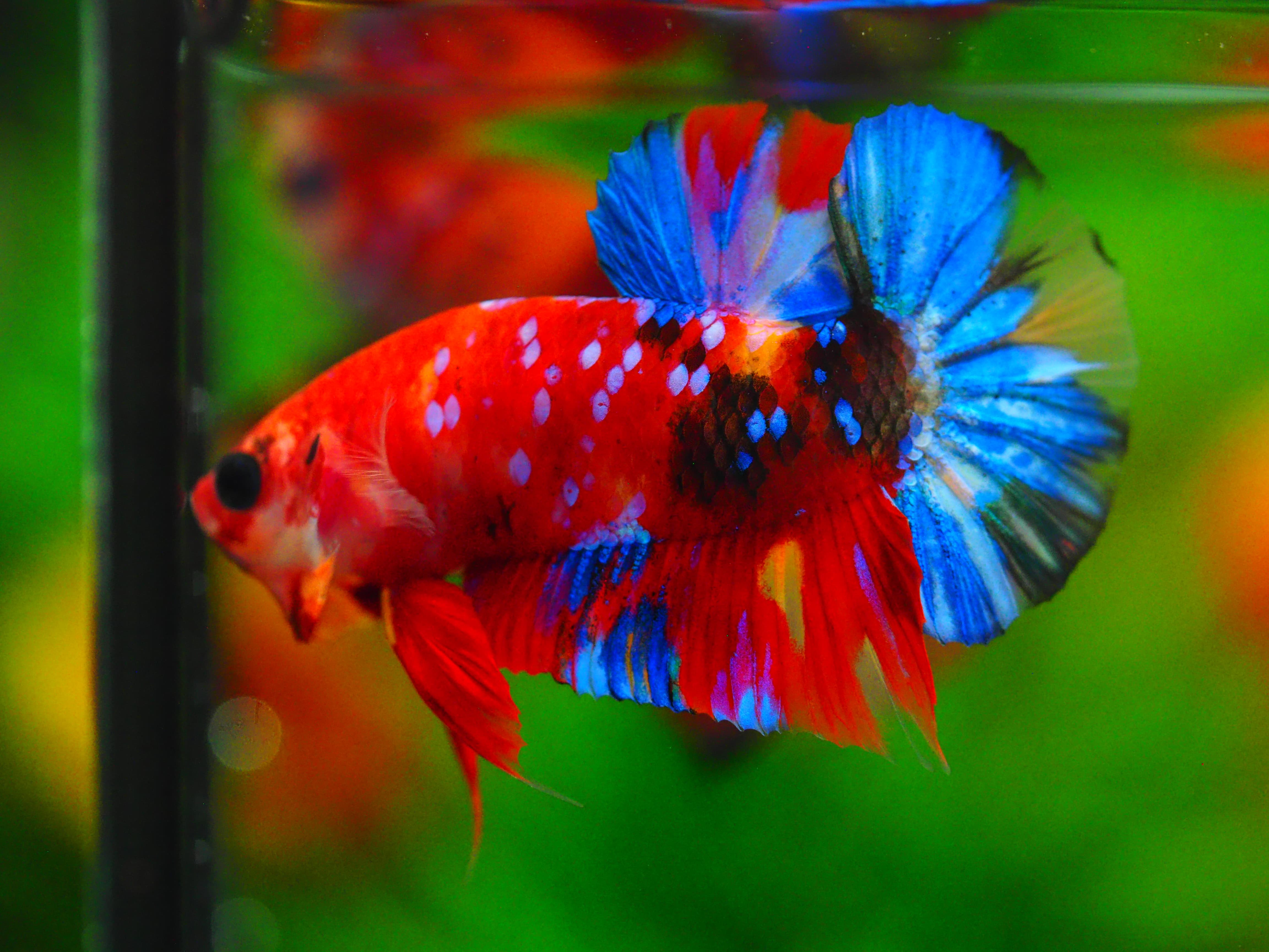 HMPK KOI GALAXY MALE GRADE A++