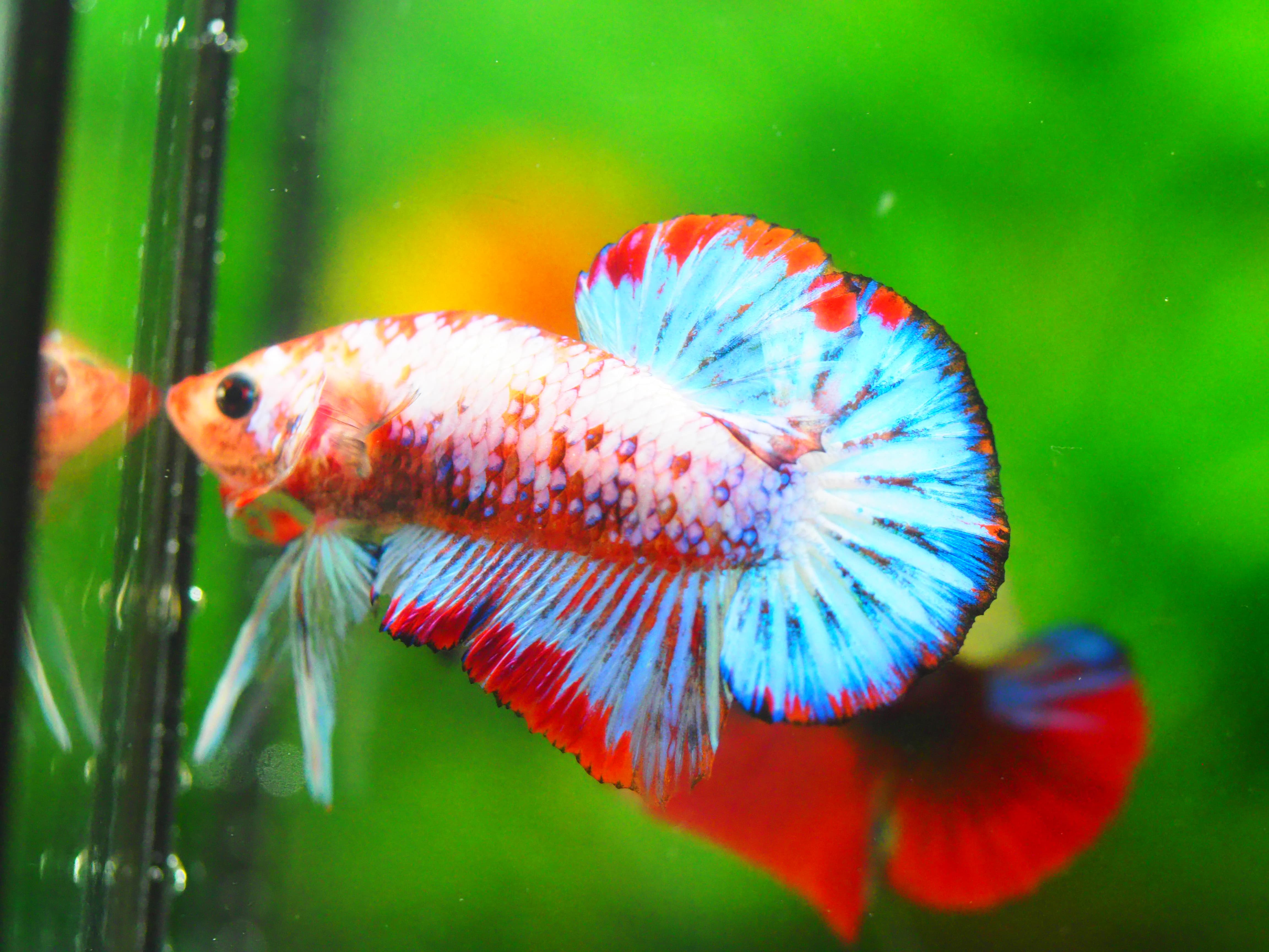 HMPK FANCY MALE GRADE A +++