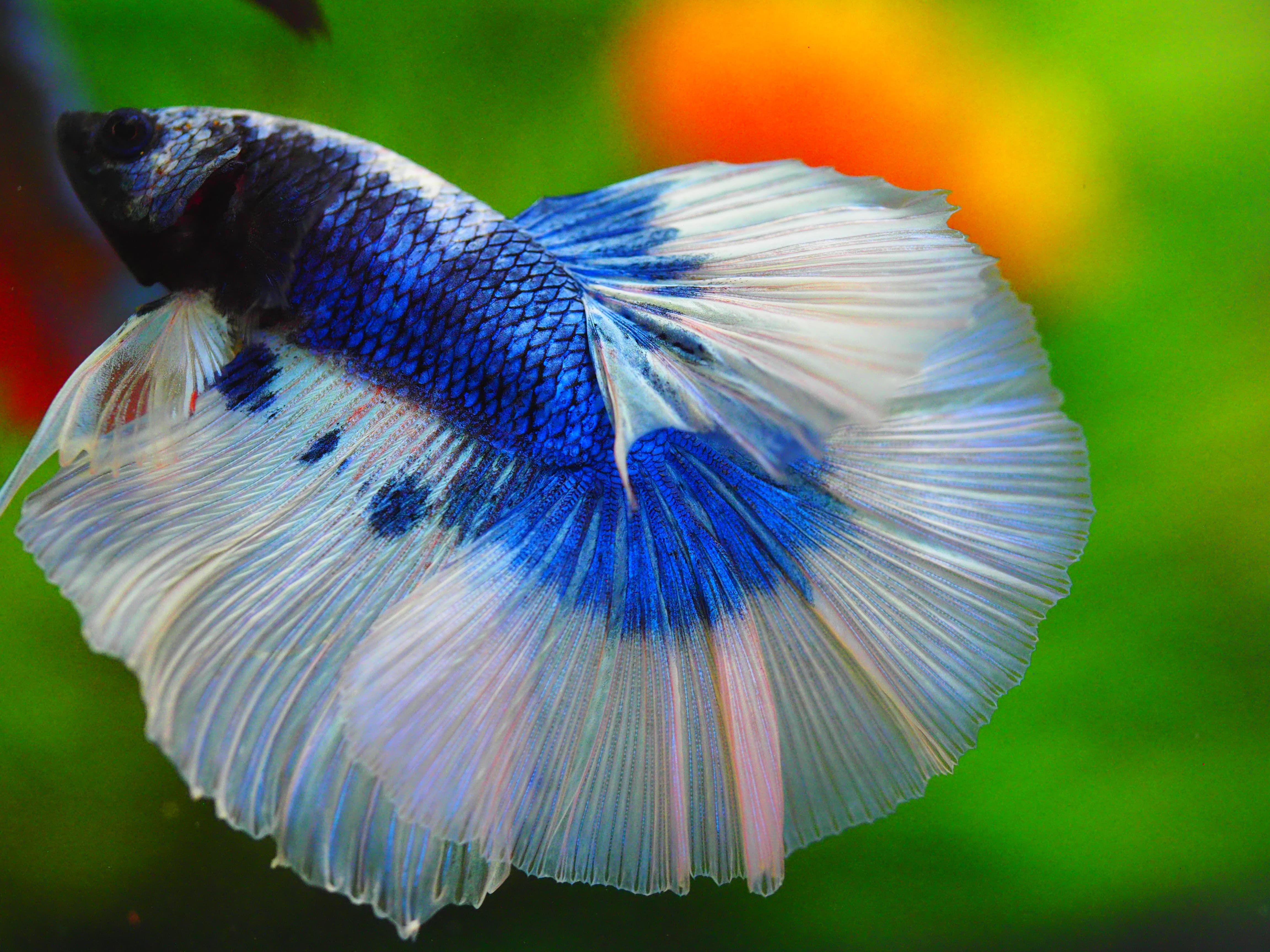 HM FANCY MALE GRADE A++