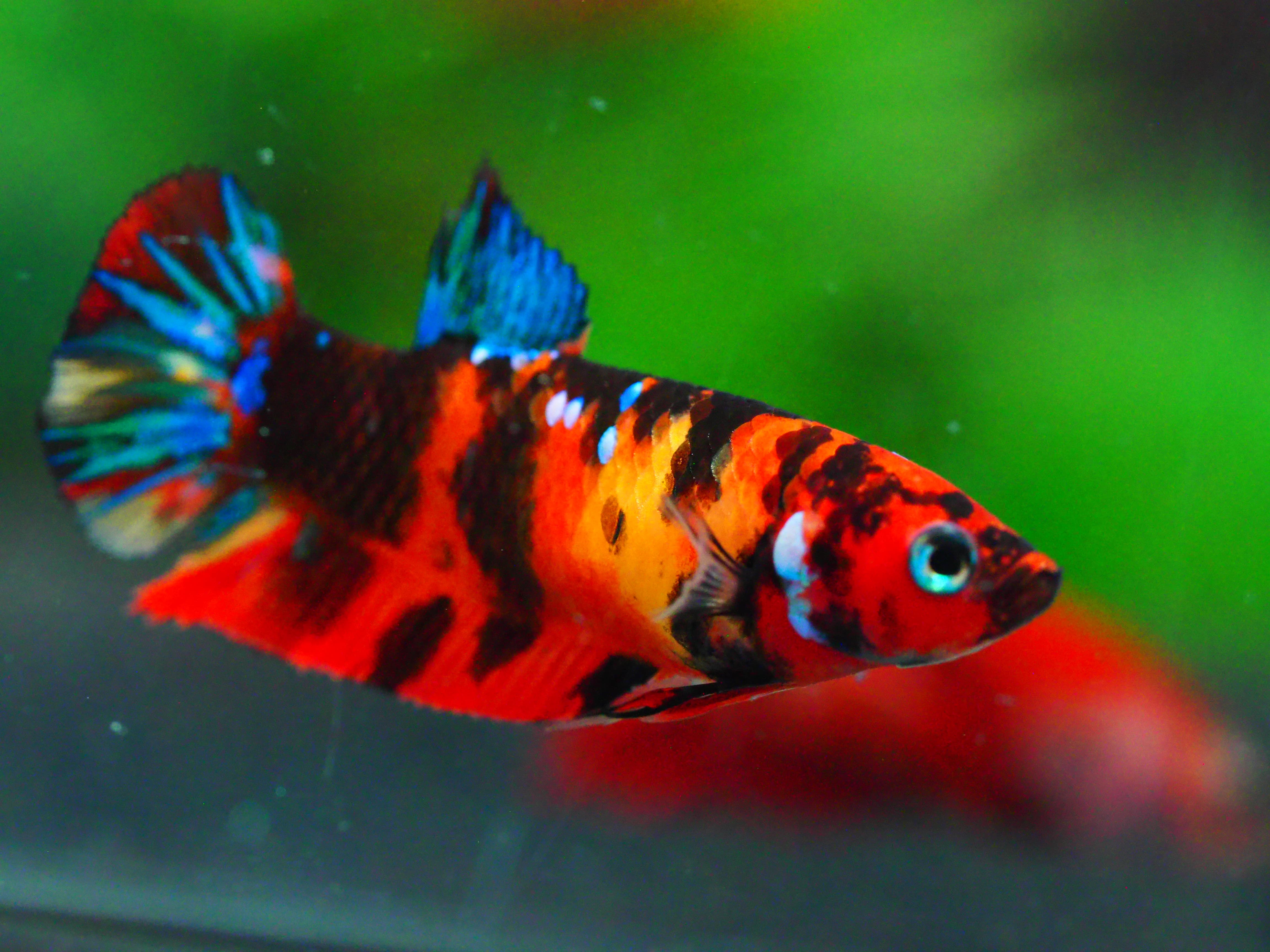 HMPK KOI GALAXY FNMALE GRADE A +++