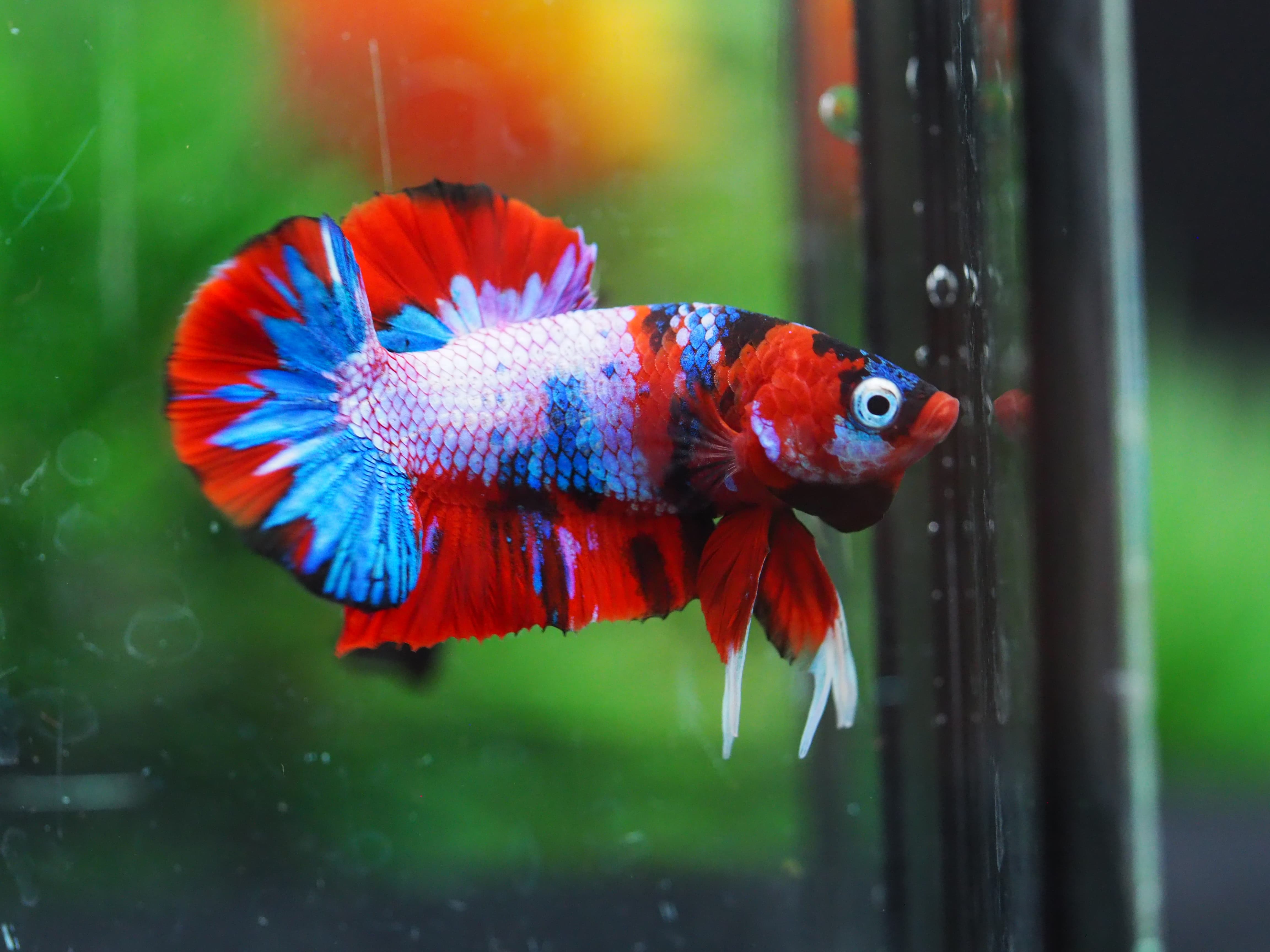 HMPK KOI GALAXY MALE GRADE A+++