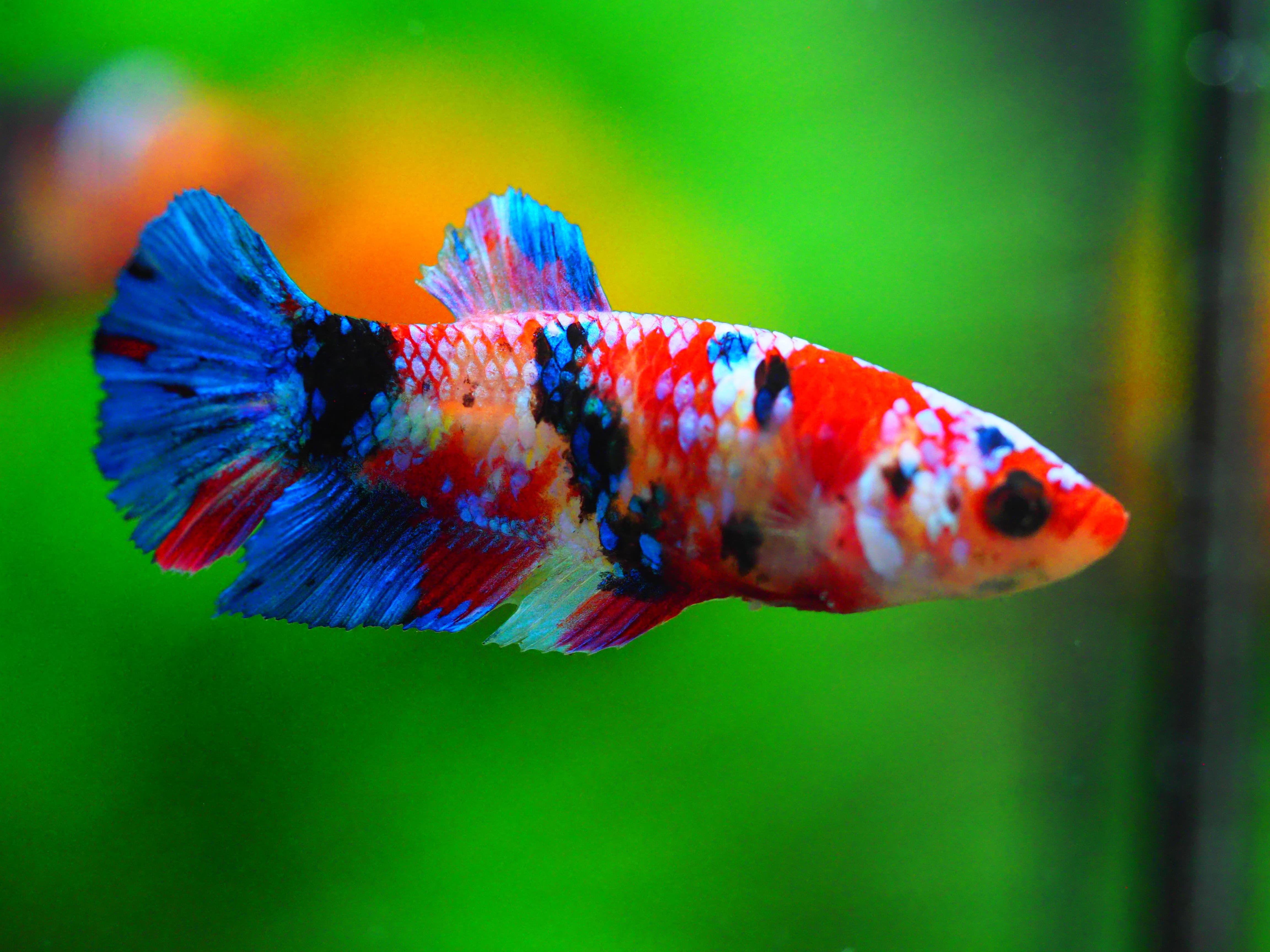 HMPK KOI GALAXY FN MALE GRADE A +++