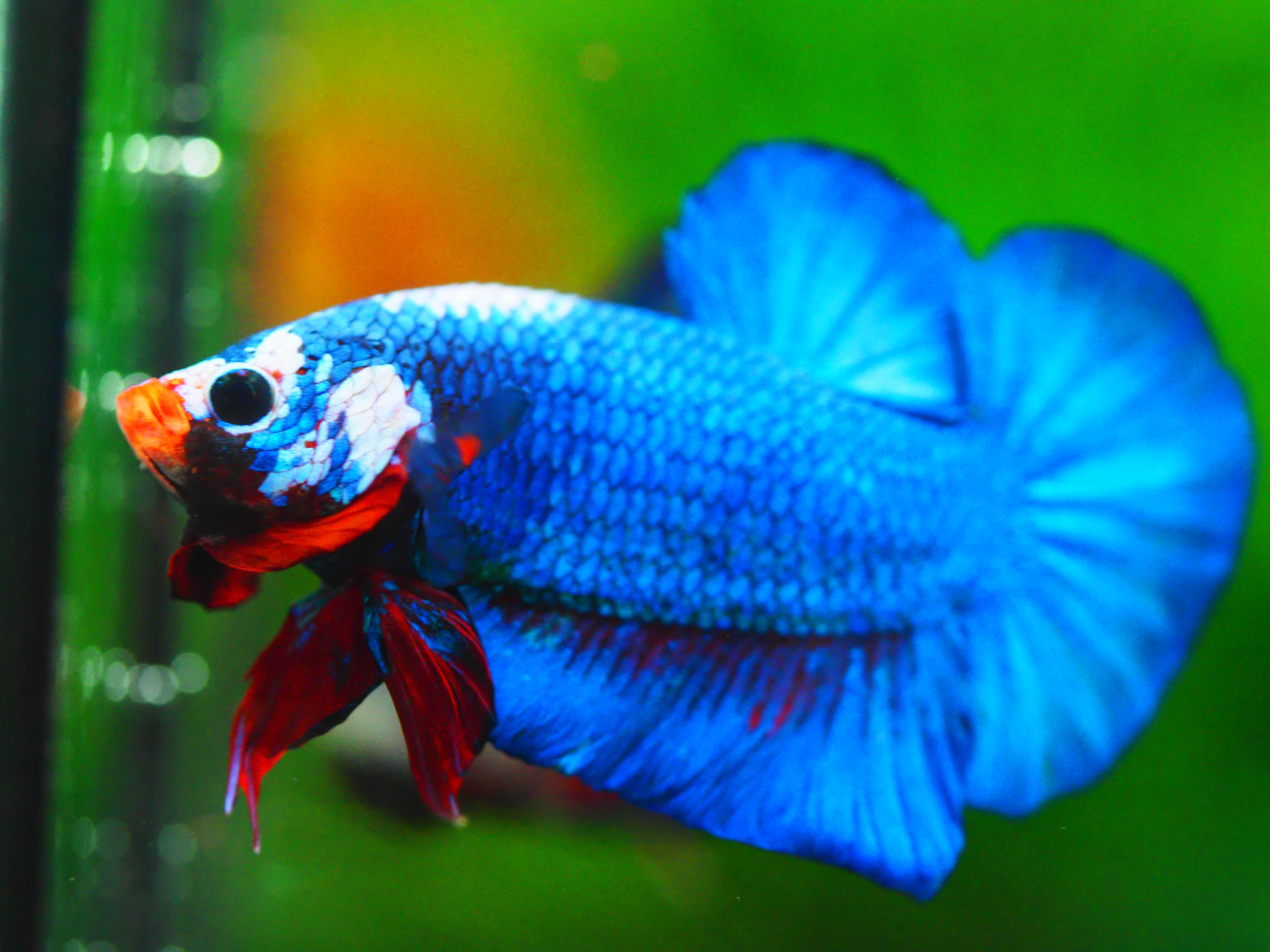 HMPK KOI FANCY MALE GRADE A +++