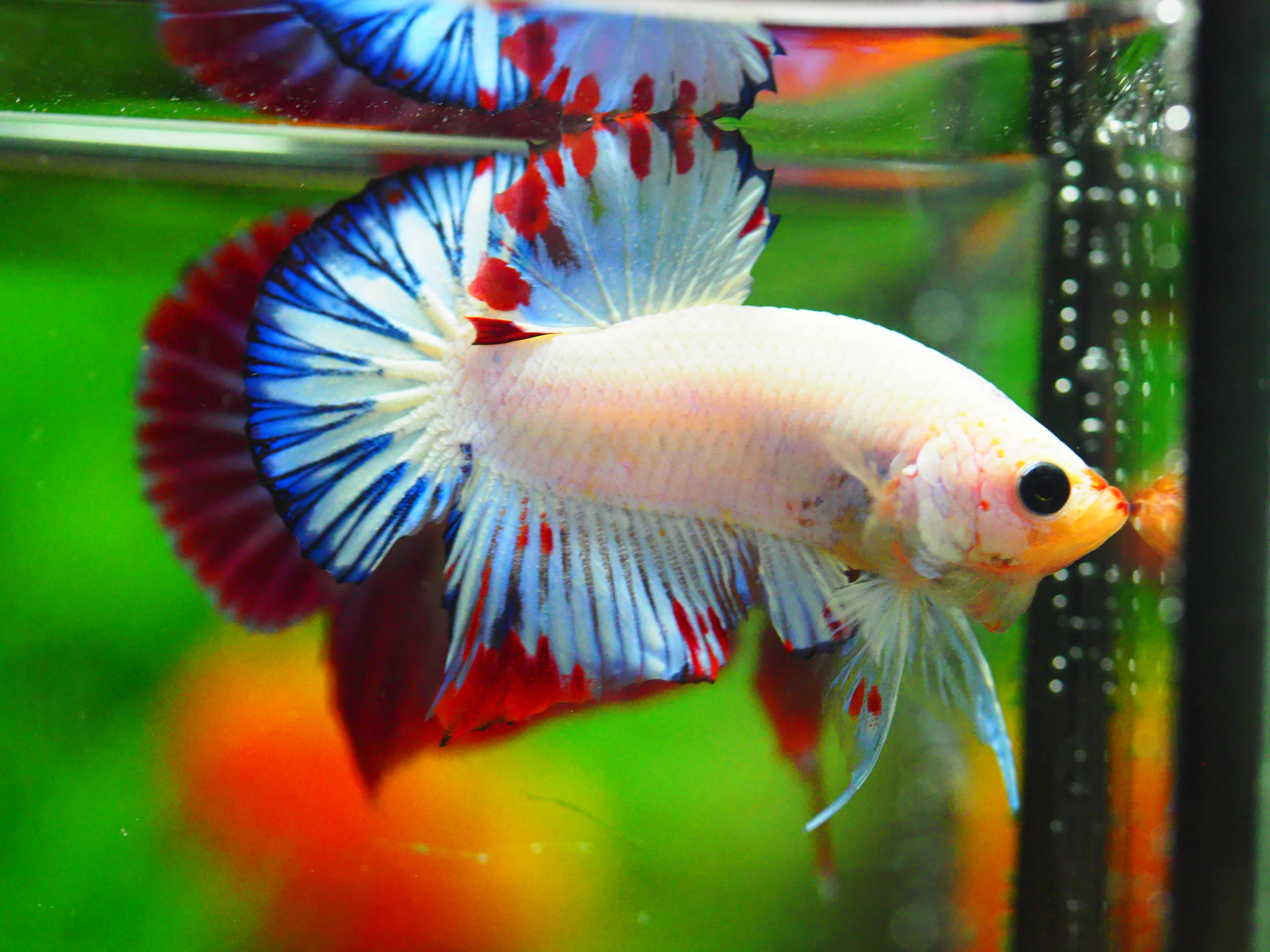 HMPK FANCY MALE GRADE A +++