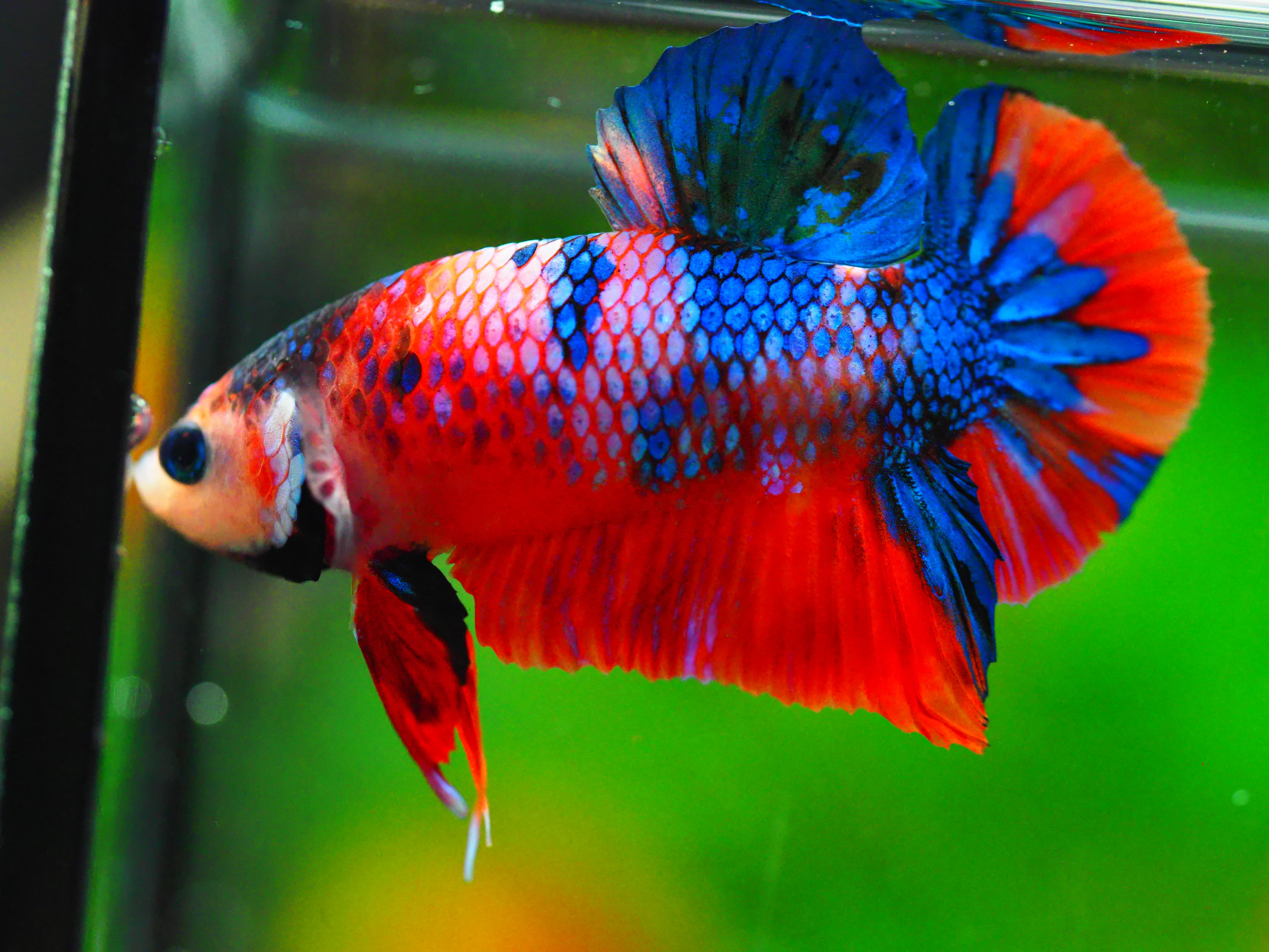 HMPK KOI GALAXY MALE GRADE A +++