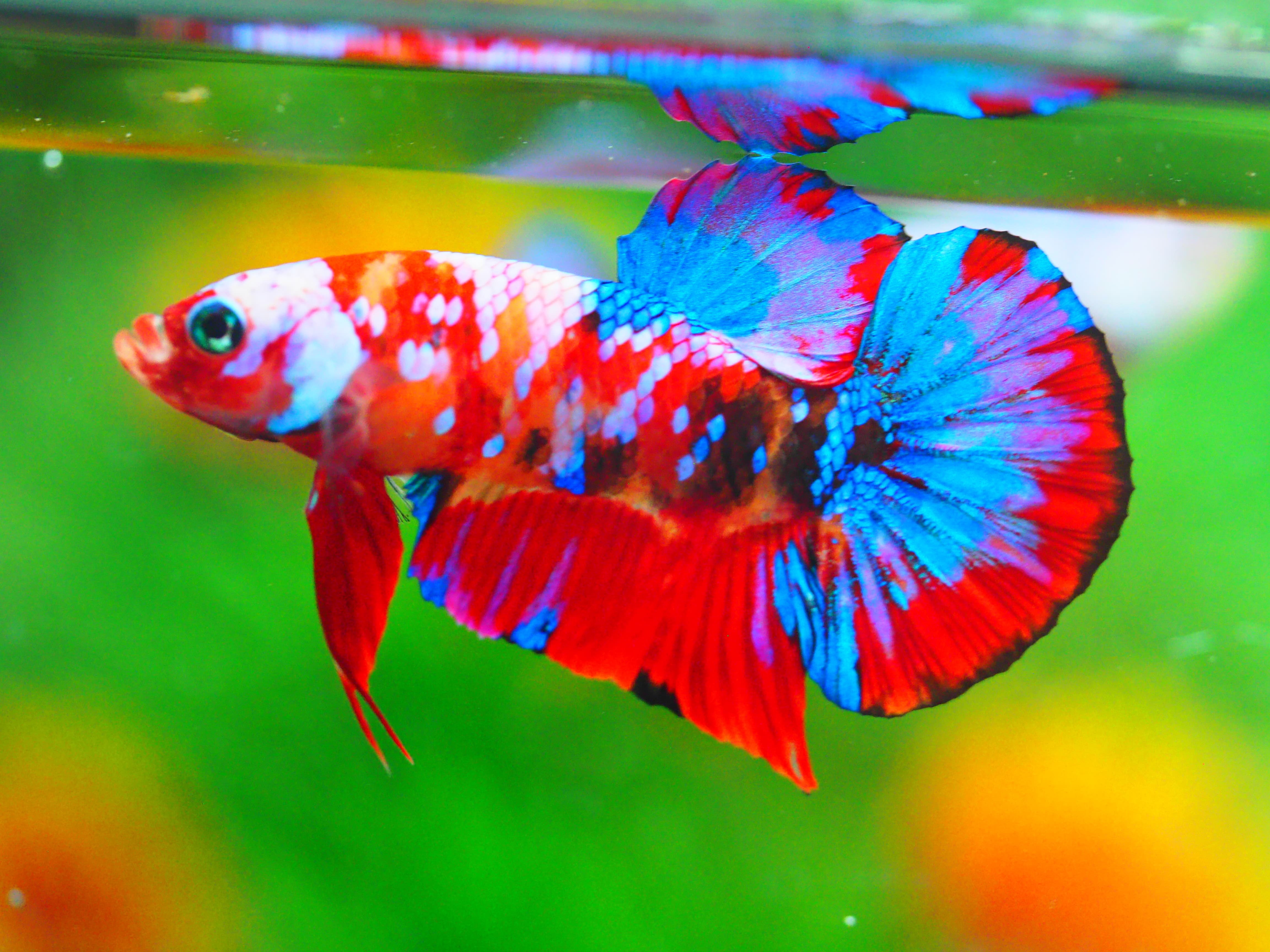 HMPK KOI GALAXY MALE GRADE A +++