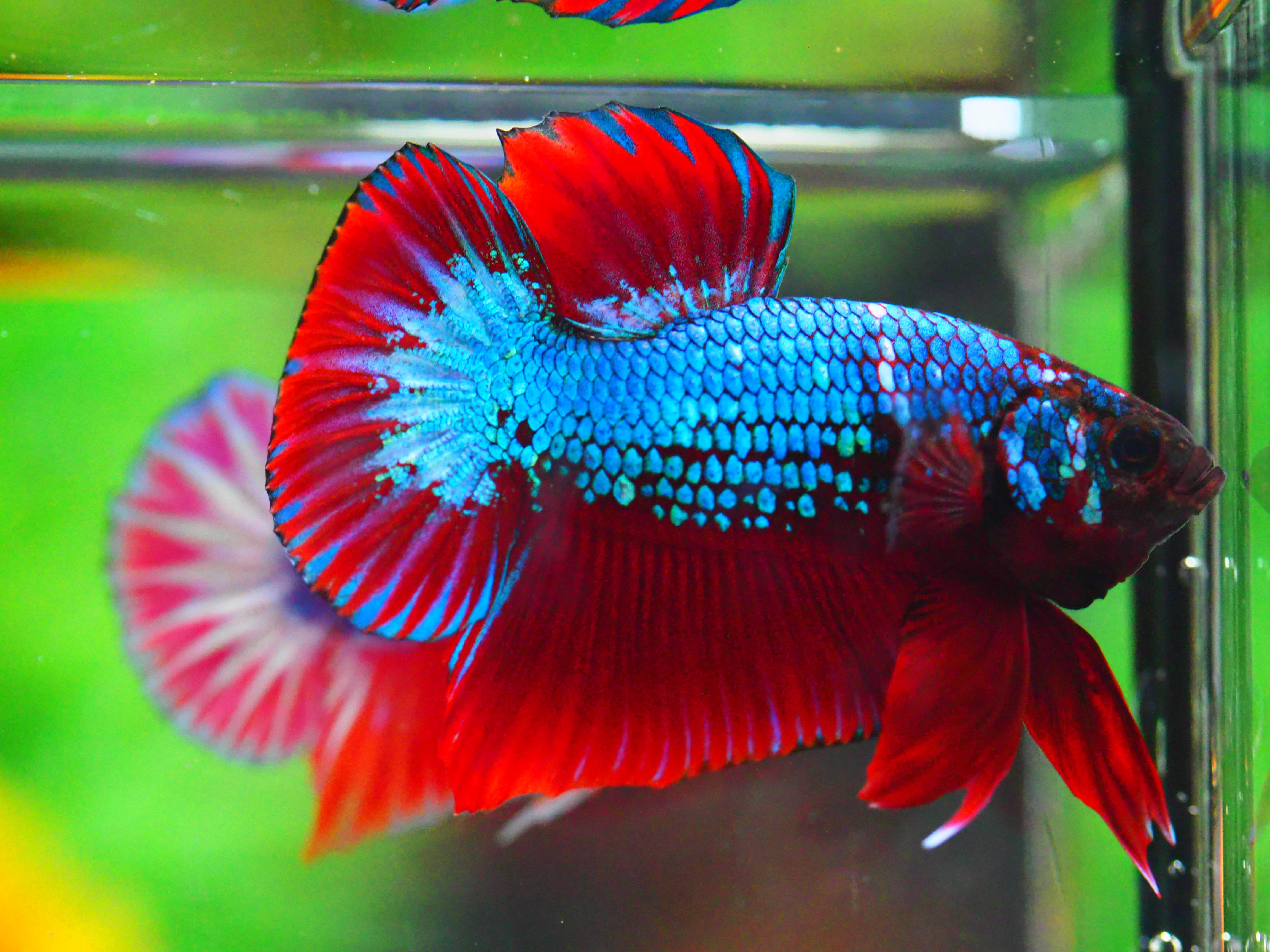 HMPK FANCY MALE GRADE A +++