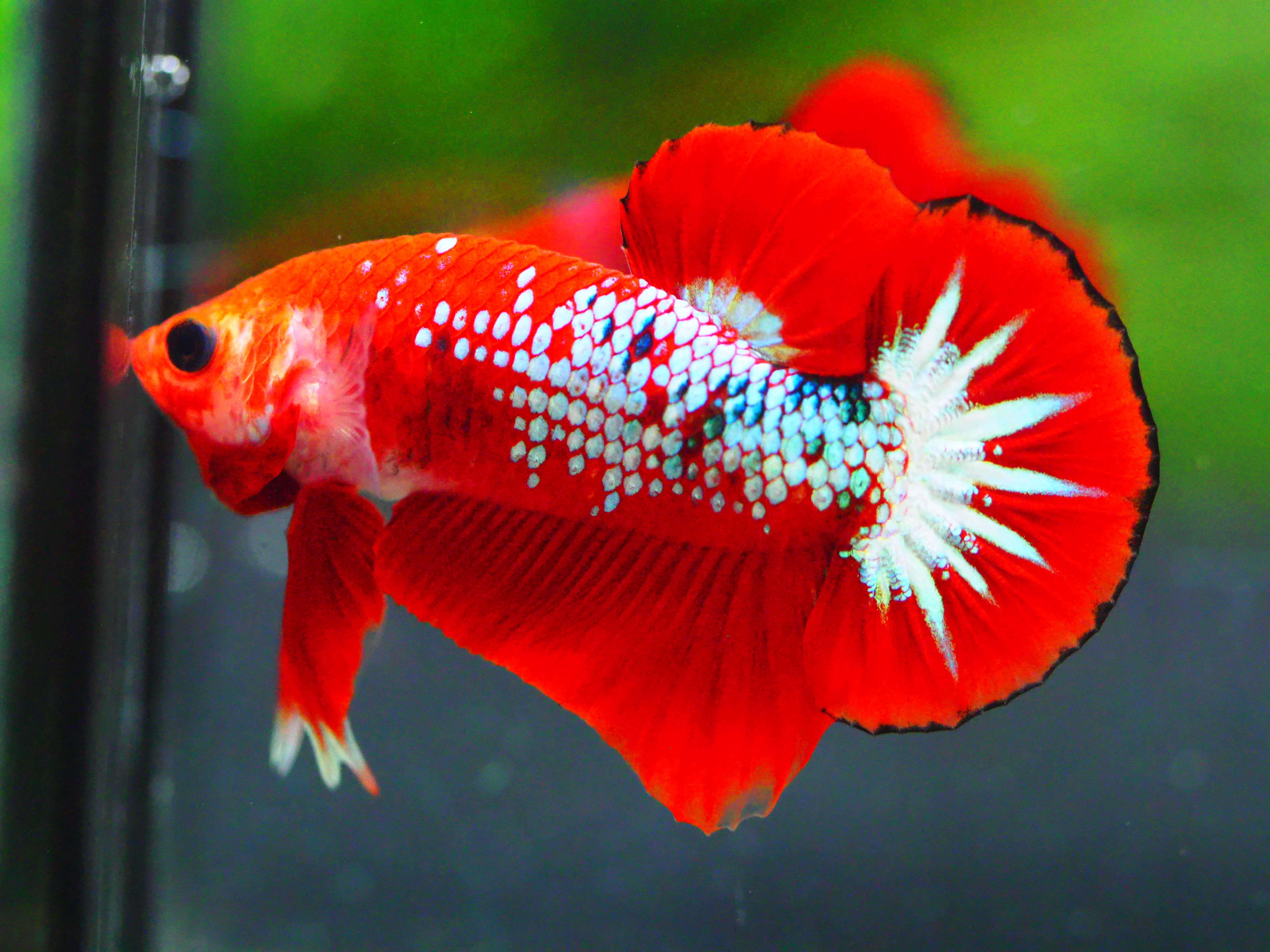 HMPK FANCY MALE GRADE A +++