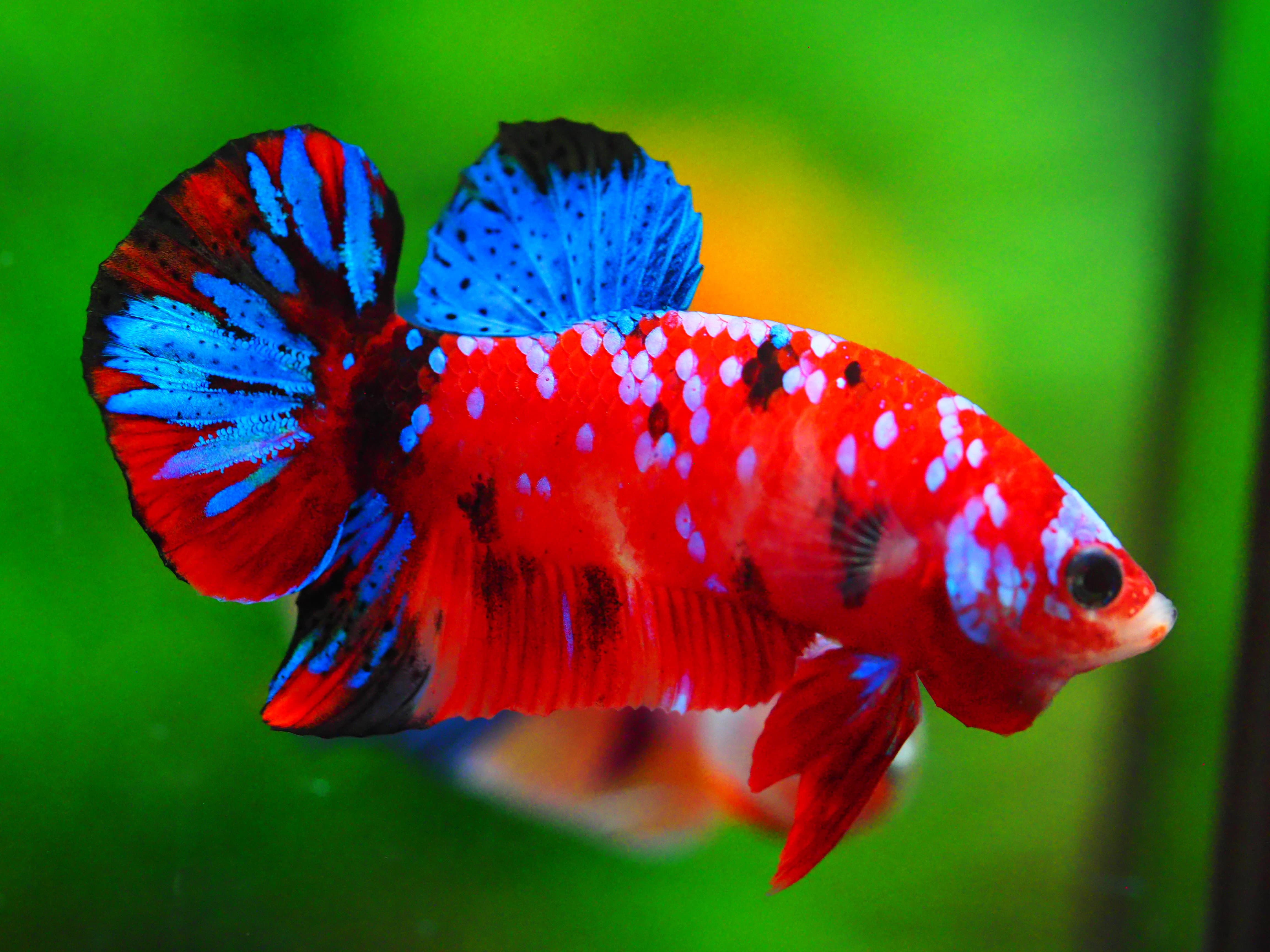 HMPK KOI GALAXY MALE GRADE A +++