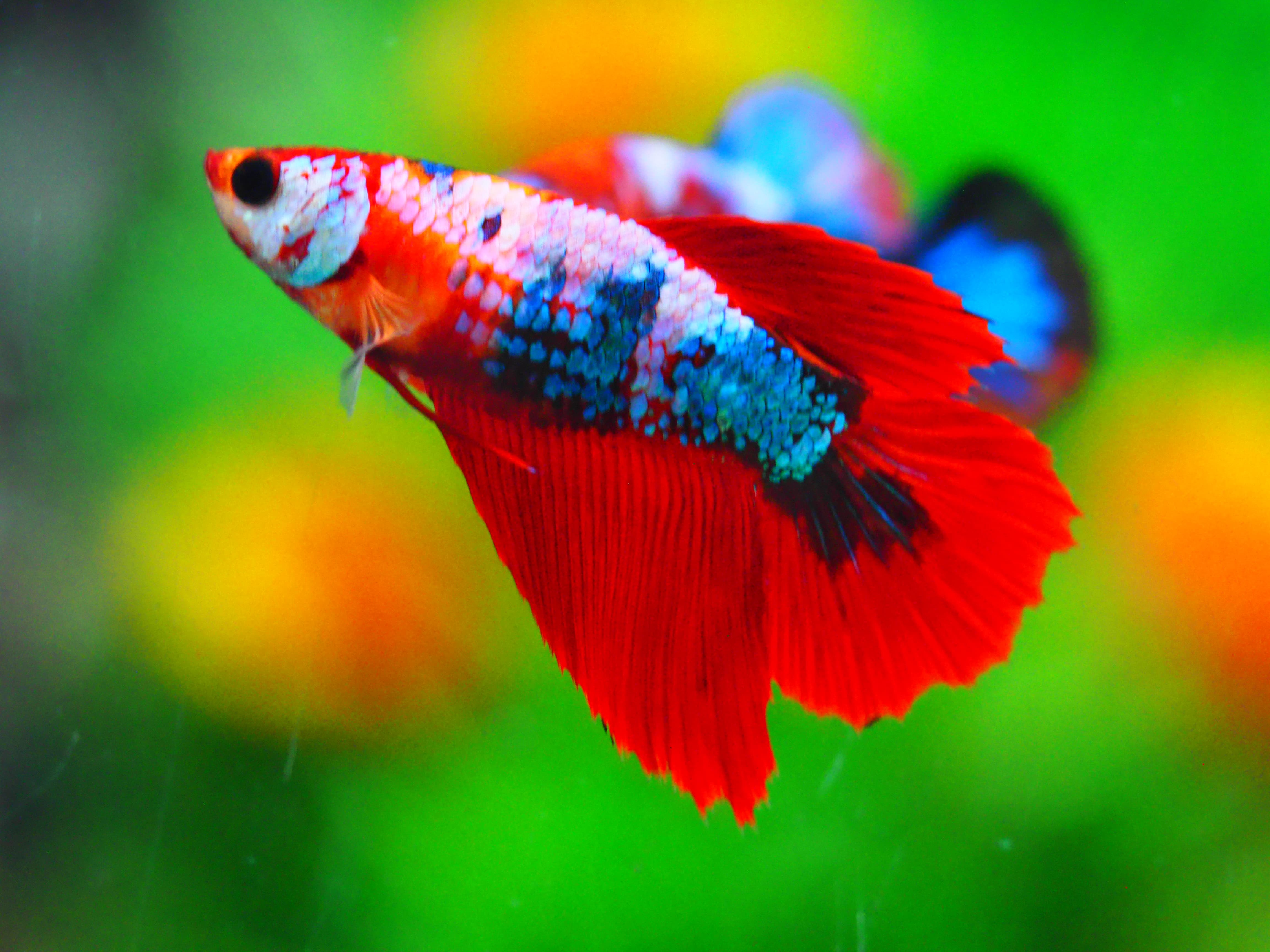 HM KOI GALAXY FNMALE GRADE A +++