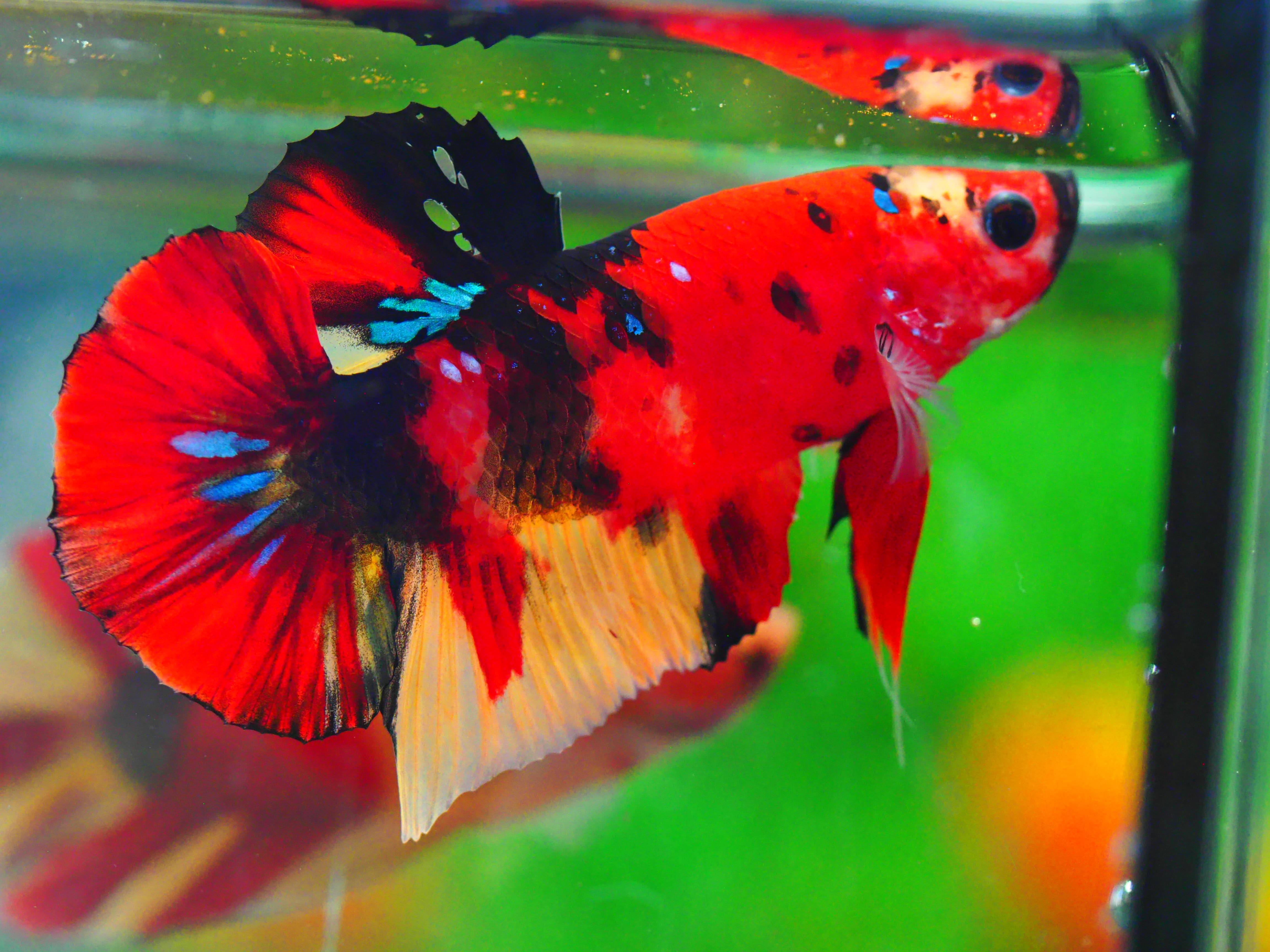 HMPK NEMO GALAXY MALE GRADE A +++