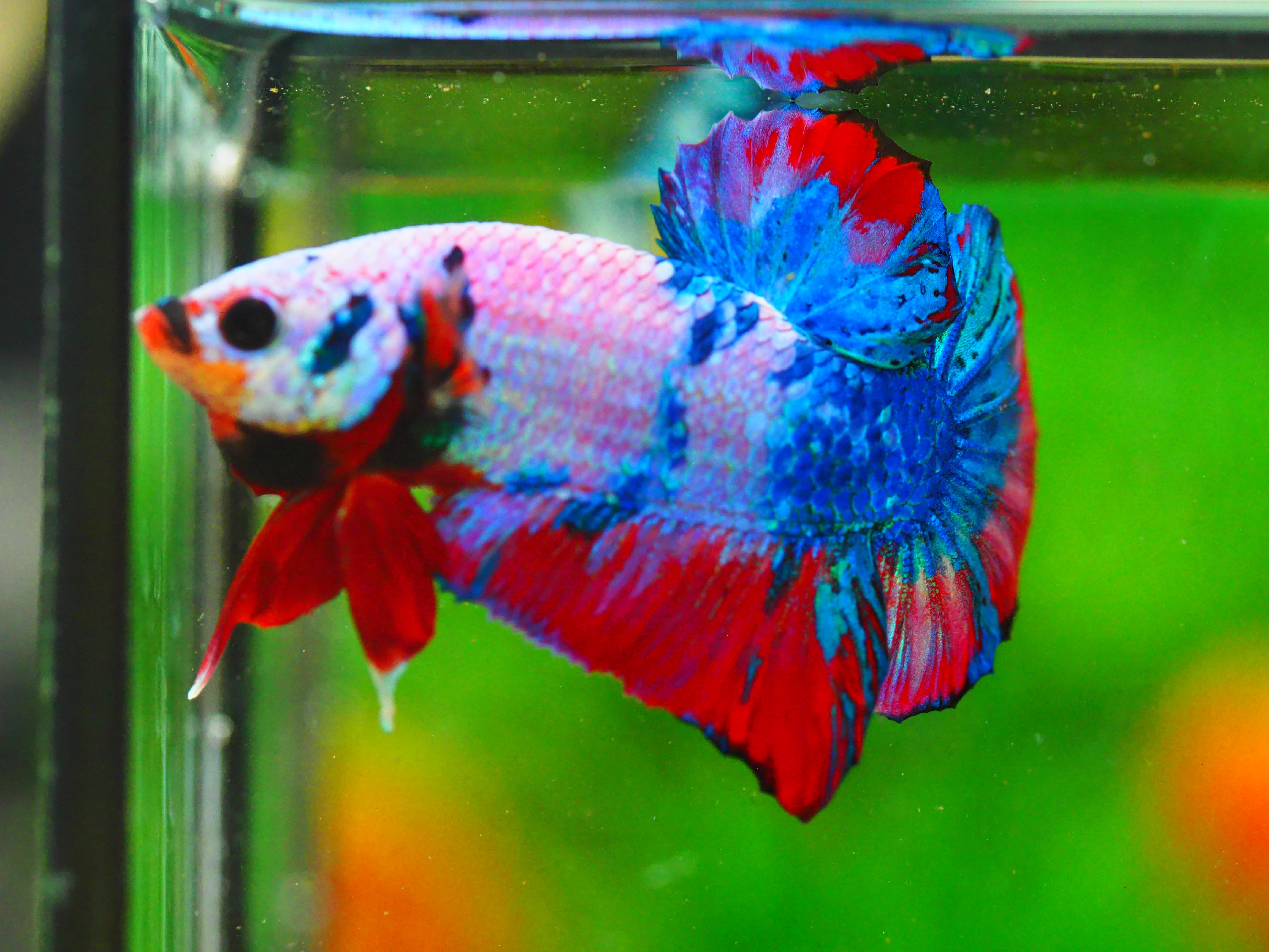 HMPK KOI FANCY MALE GRADE A +++
