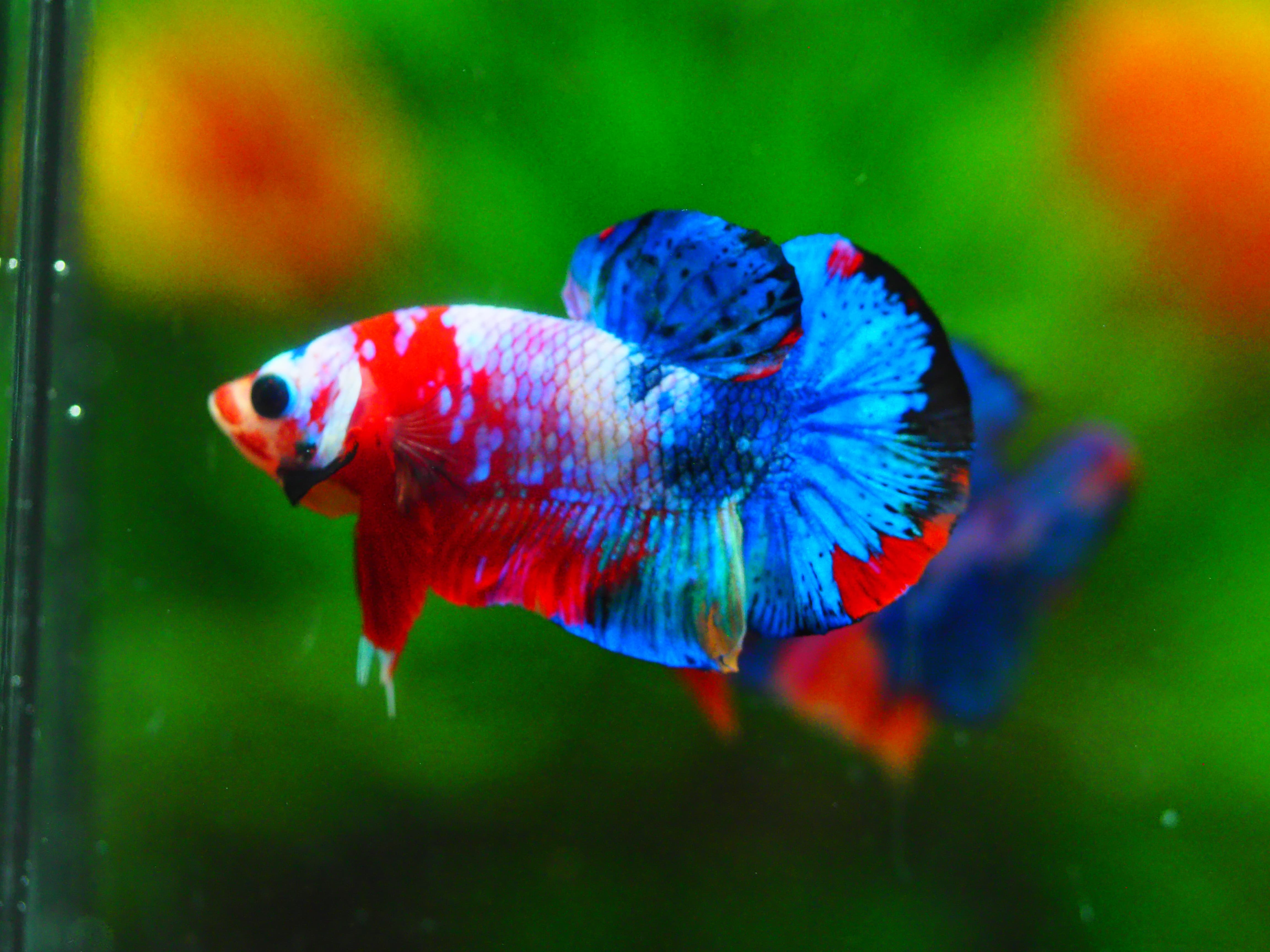 HMPK KOI GALAXY MALE GRADE A +++