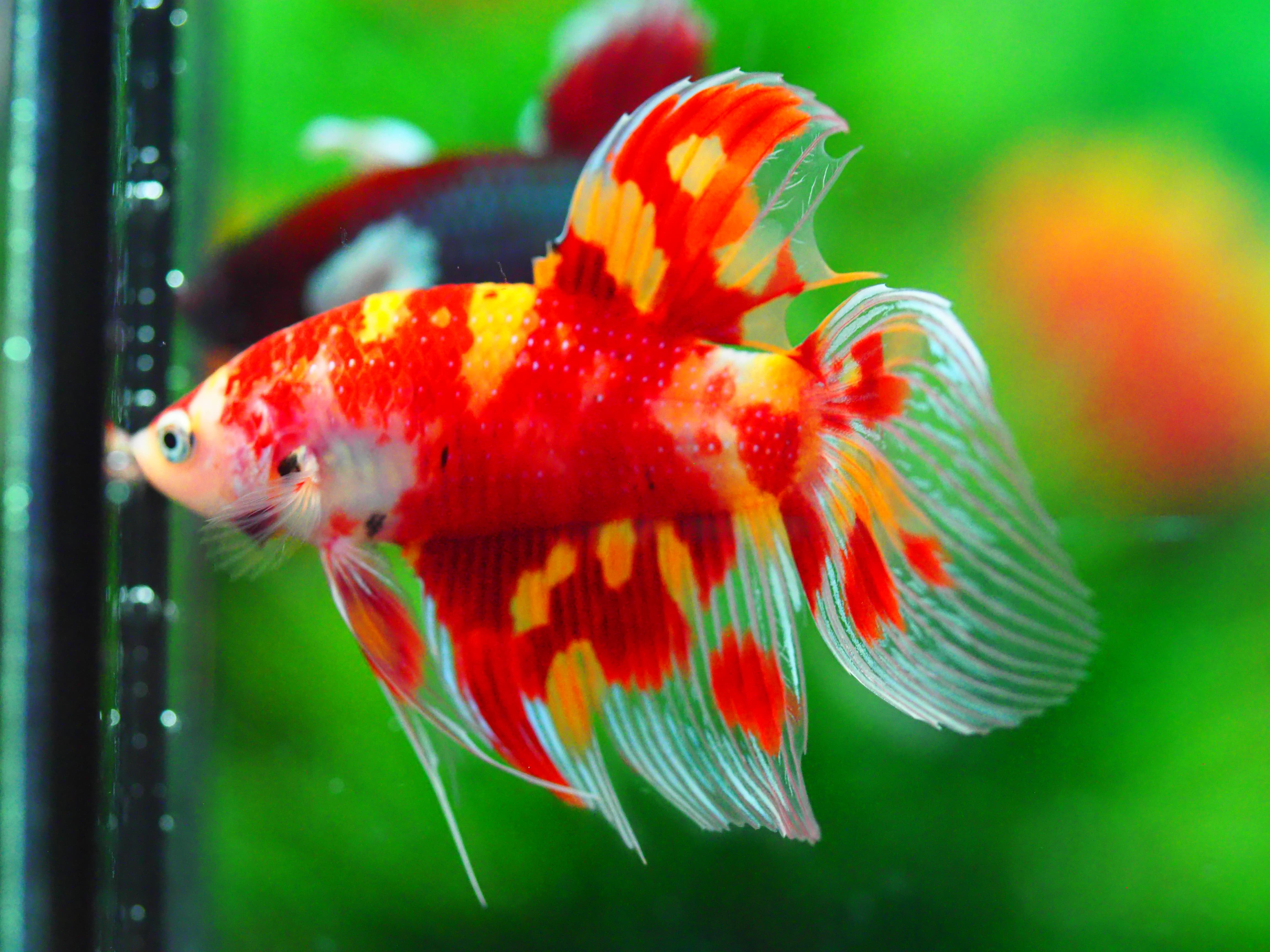 VT NEMO MALE GRADE A +++