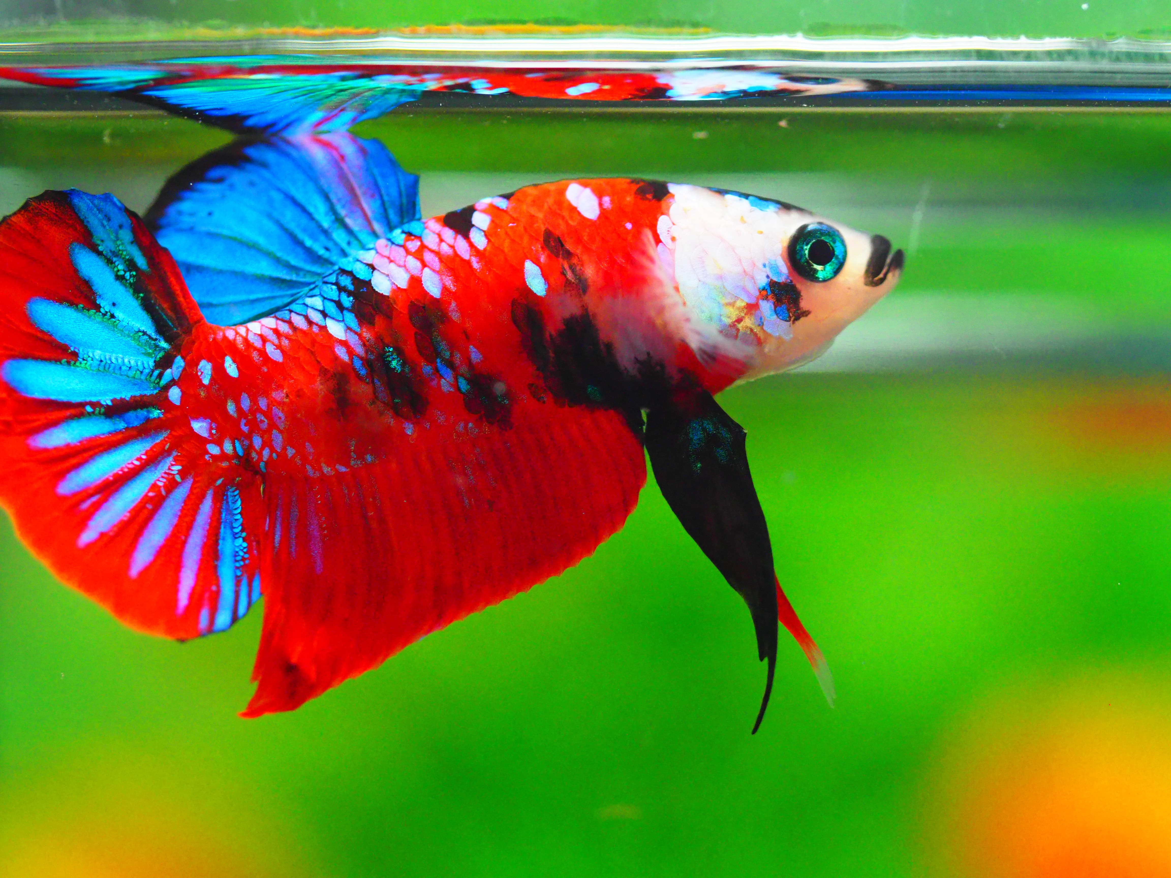 HMPK KOI GALAXY MALE GRADE A +++