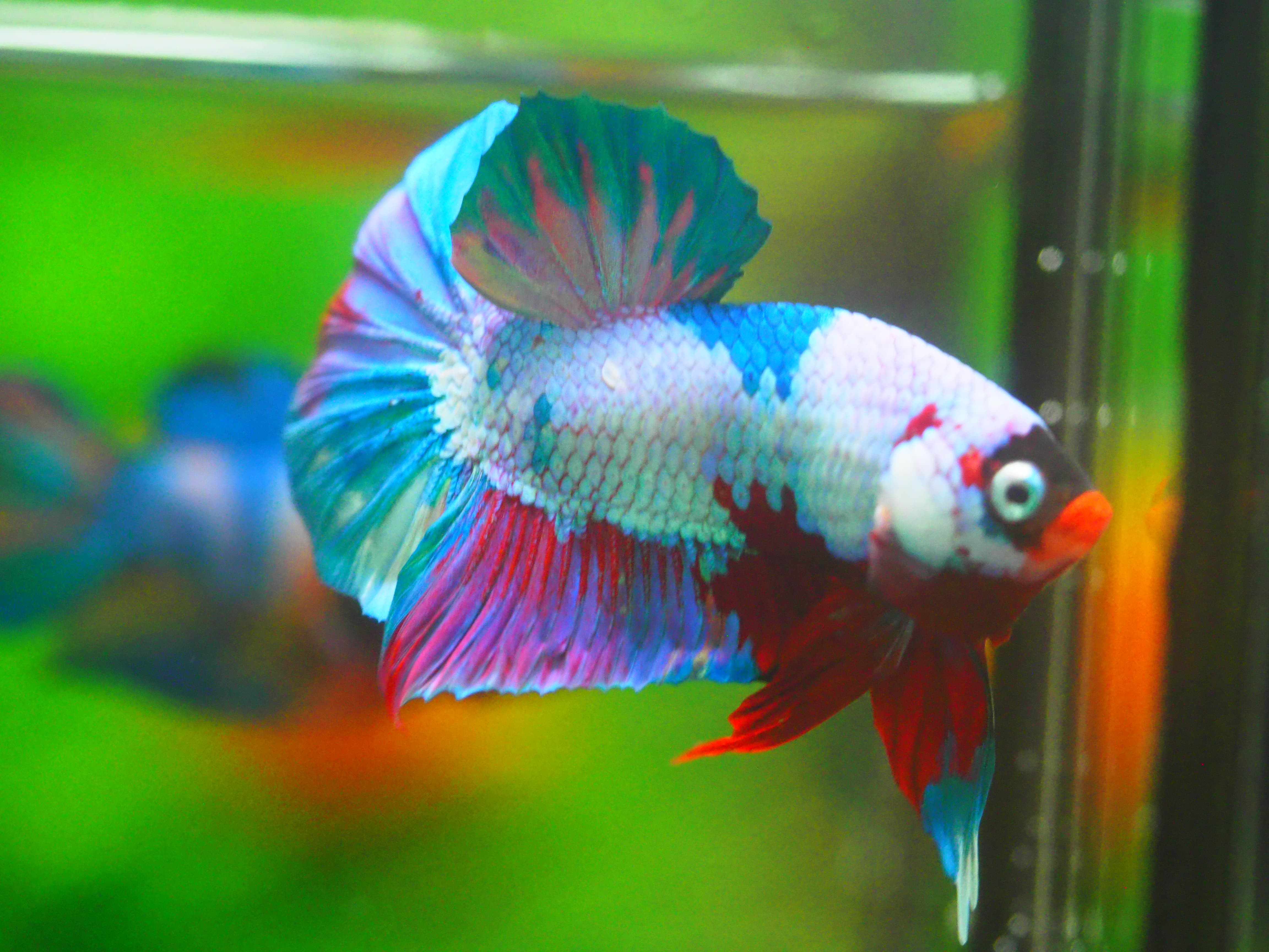 HMPK KOI FANCY MALE GRADE A +++