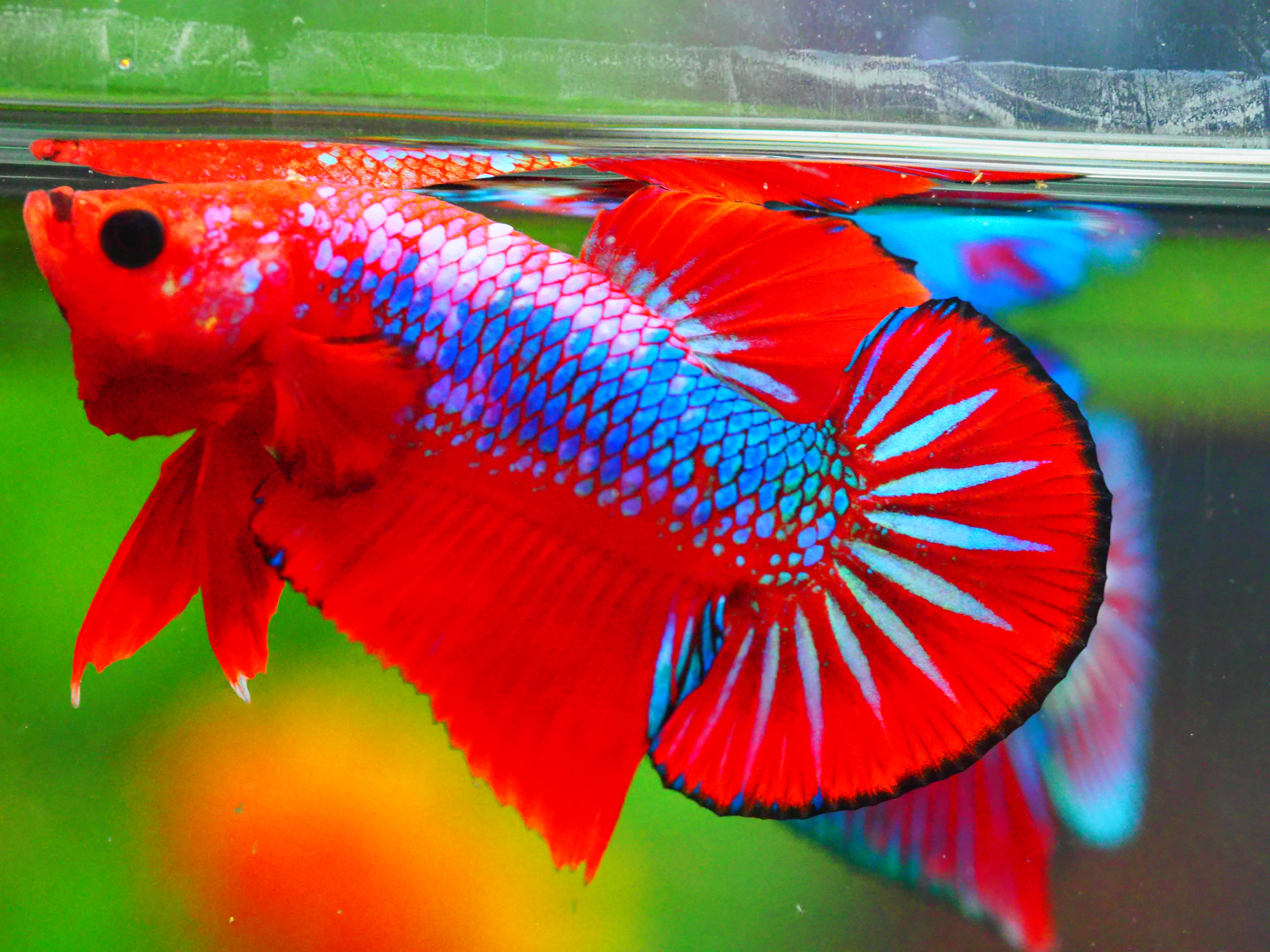 HMPK FANCY MALE GRADE A +++