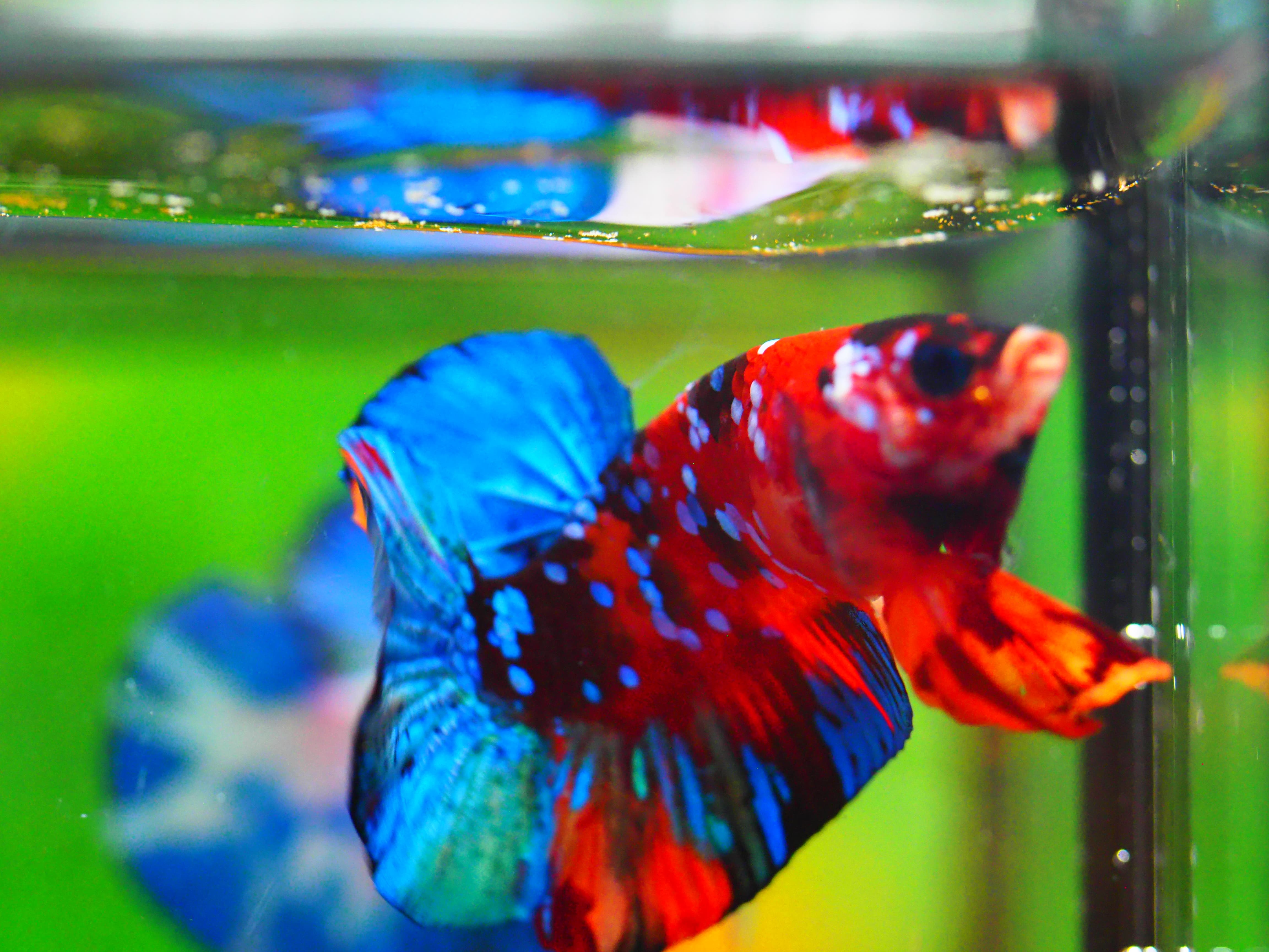 HMPK NEMO GALAXY MALE GRADE A +++