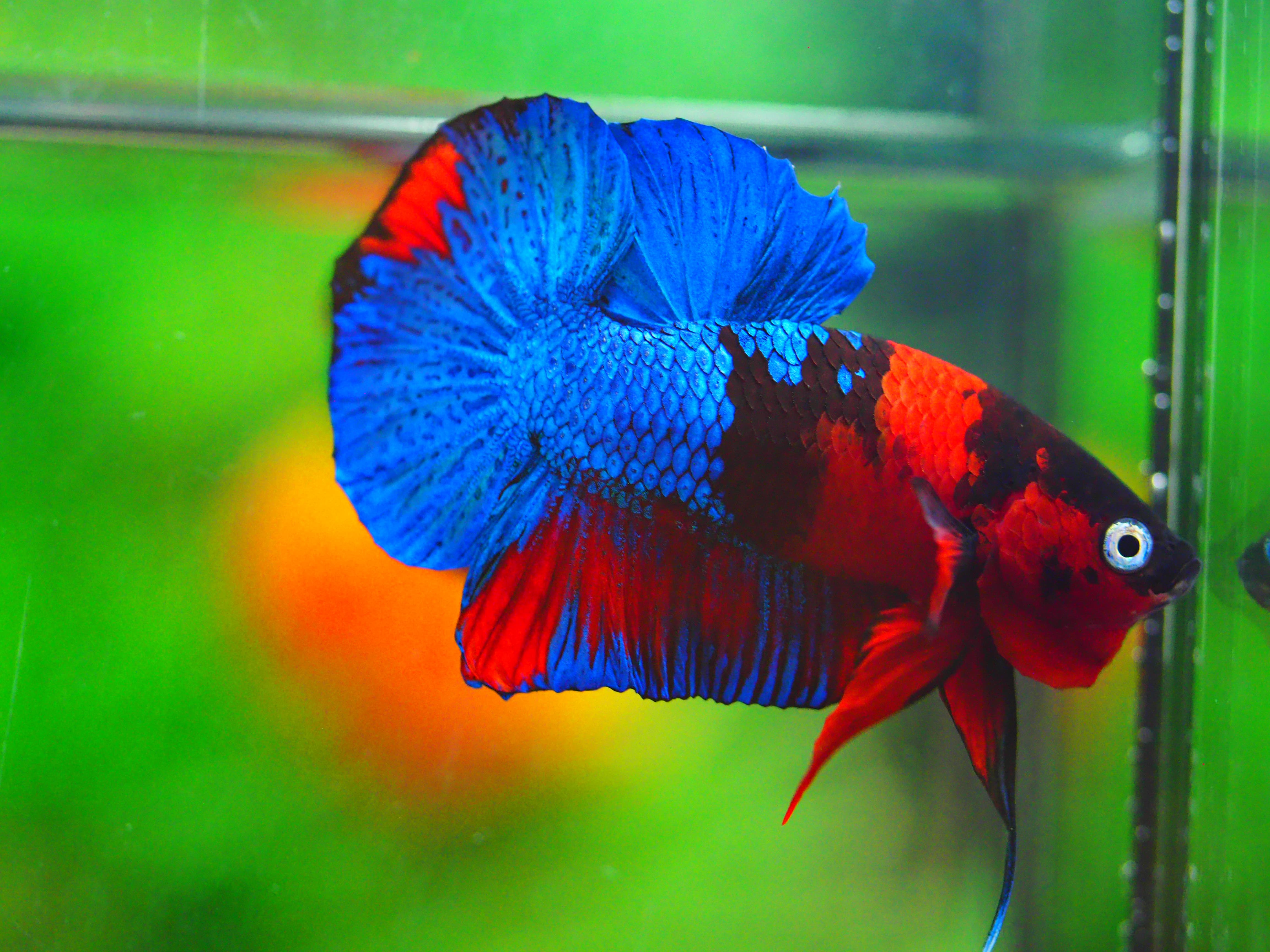 HMPK KOI GALAXY MALE GRADE A +++