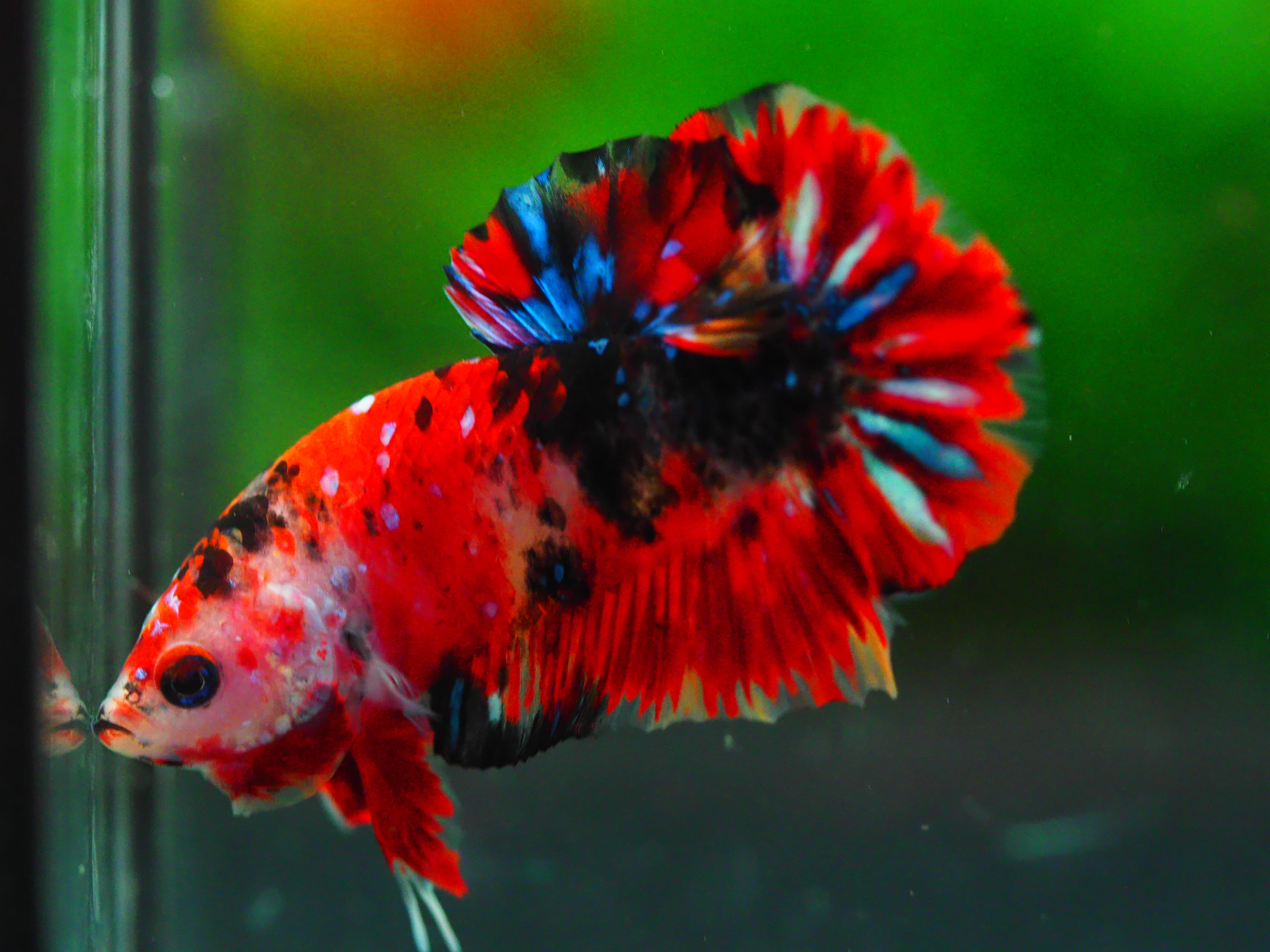 HMPK KOI GALAXY MALE GRADE A +++