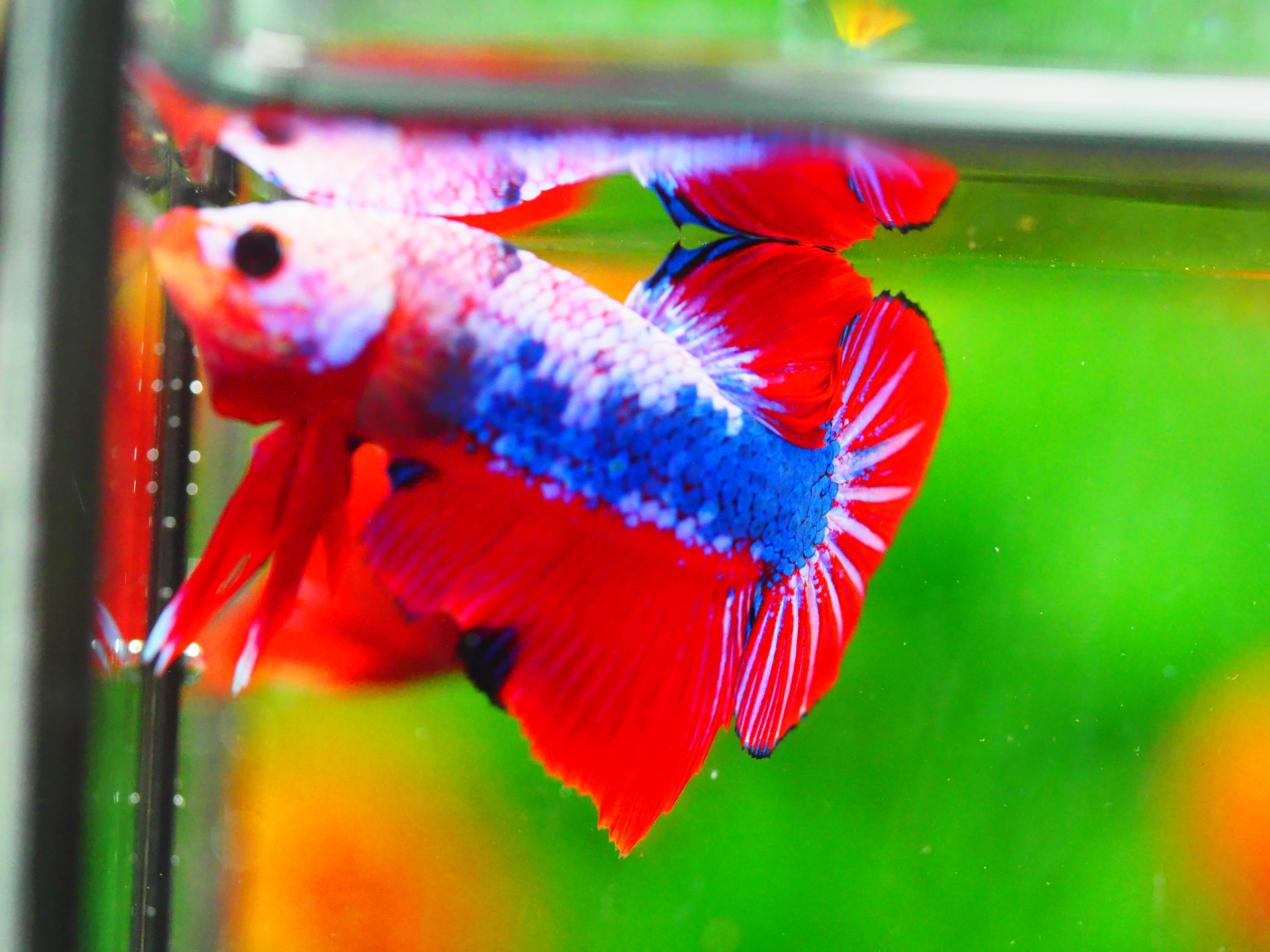 HMPK FANCY MALE GRADE A +++