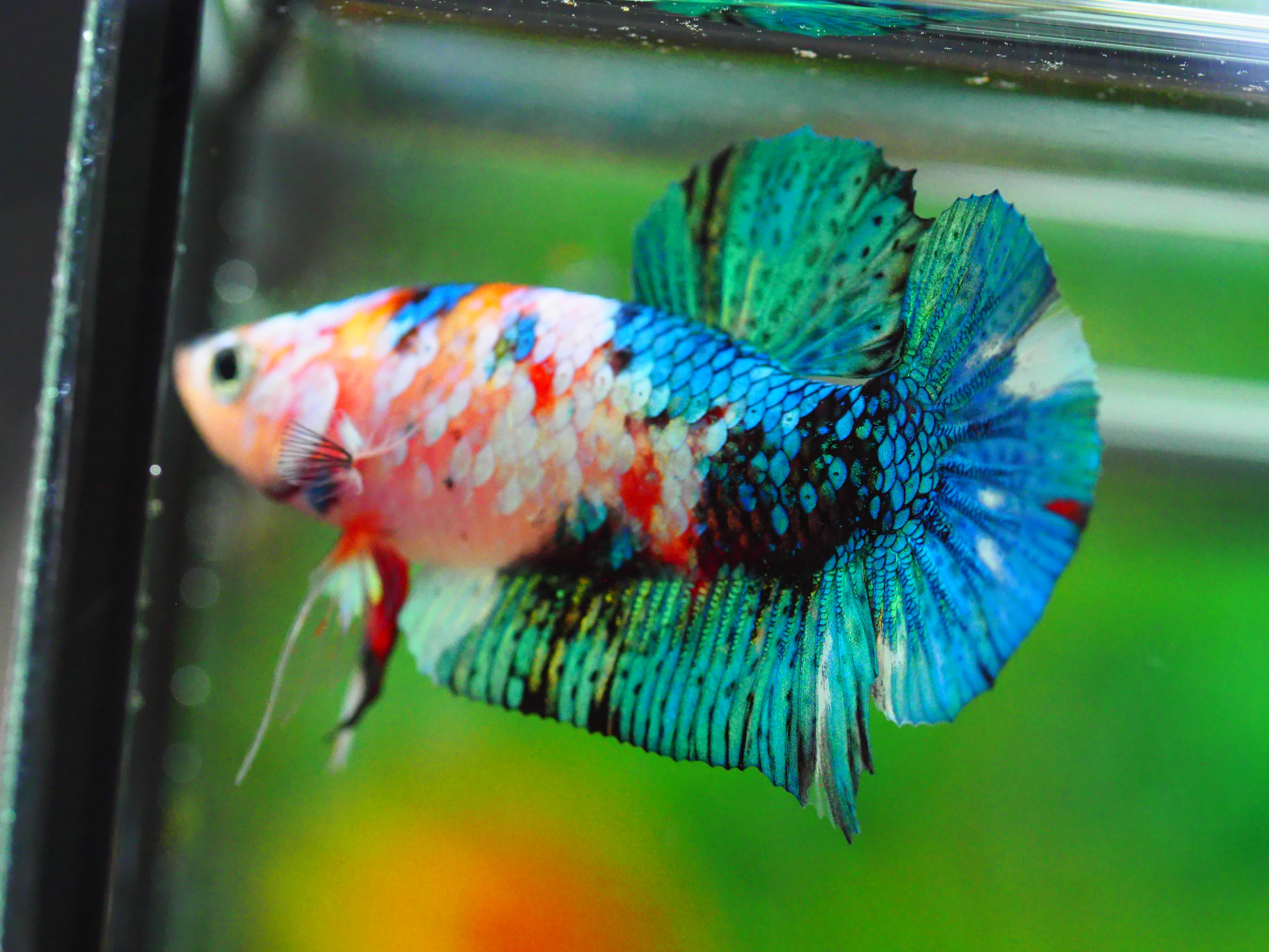 HMPK KOI GALAXY MALE GRADE A +++