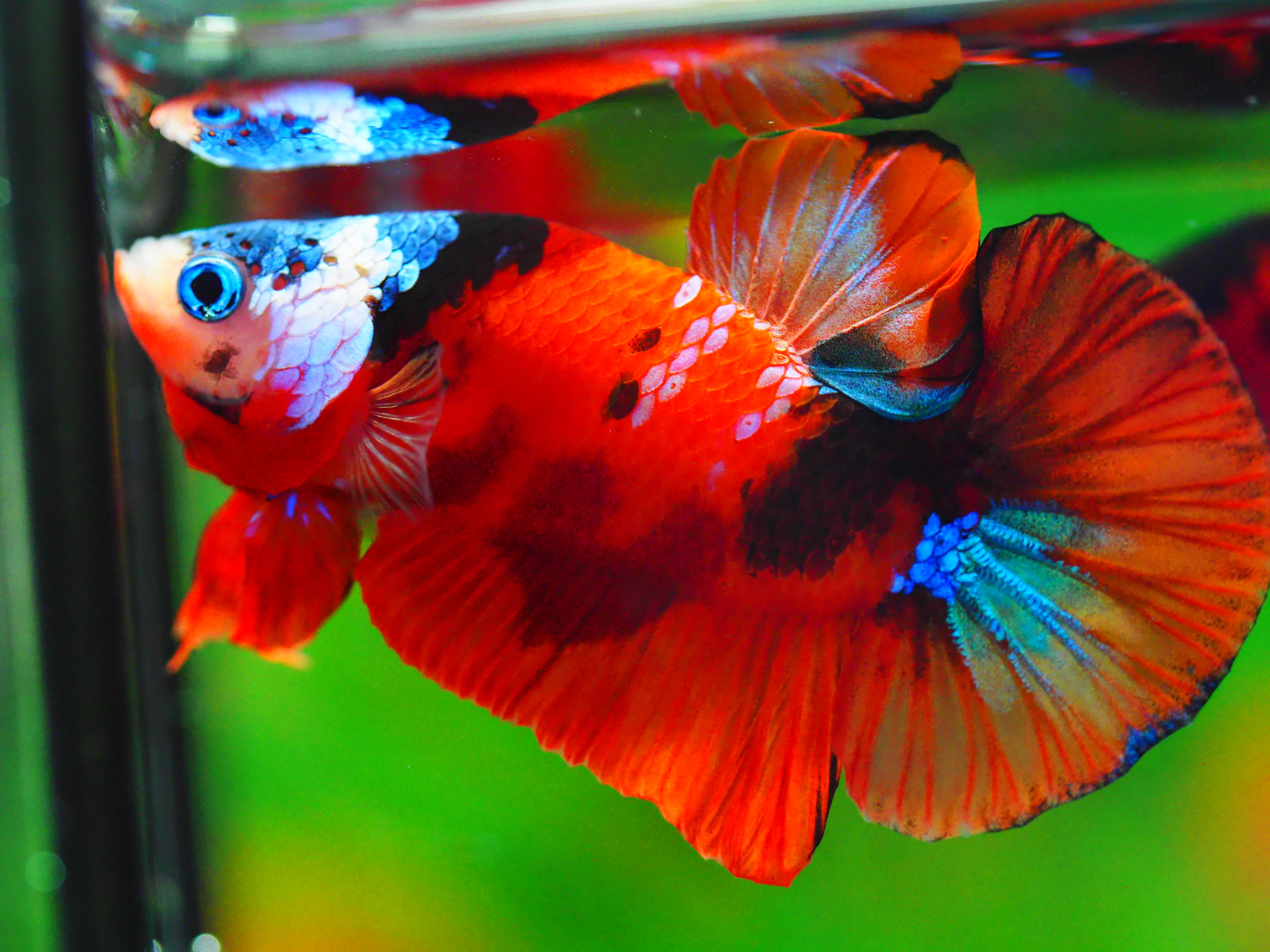 HMPK NEMO GALAXY MALE GRADE A +++