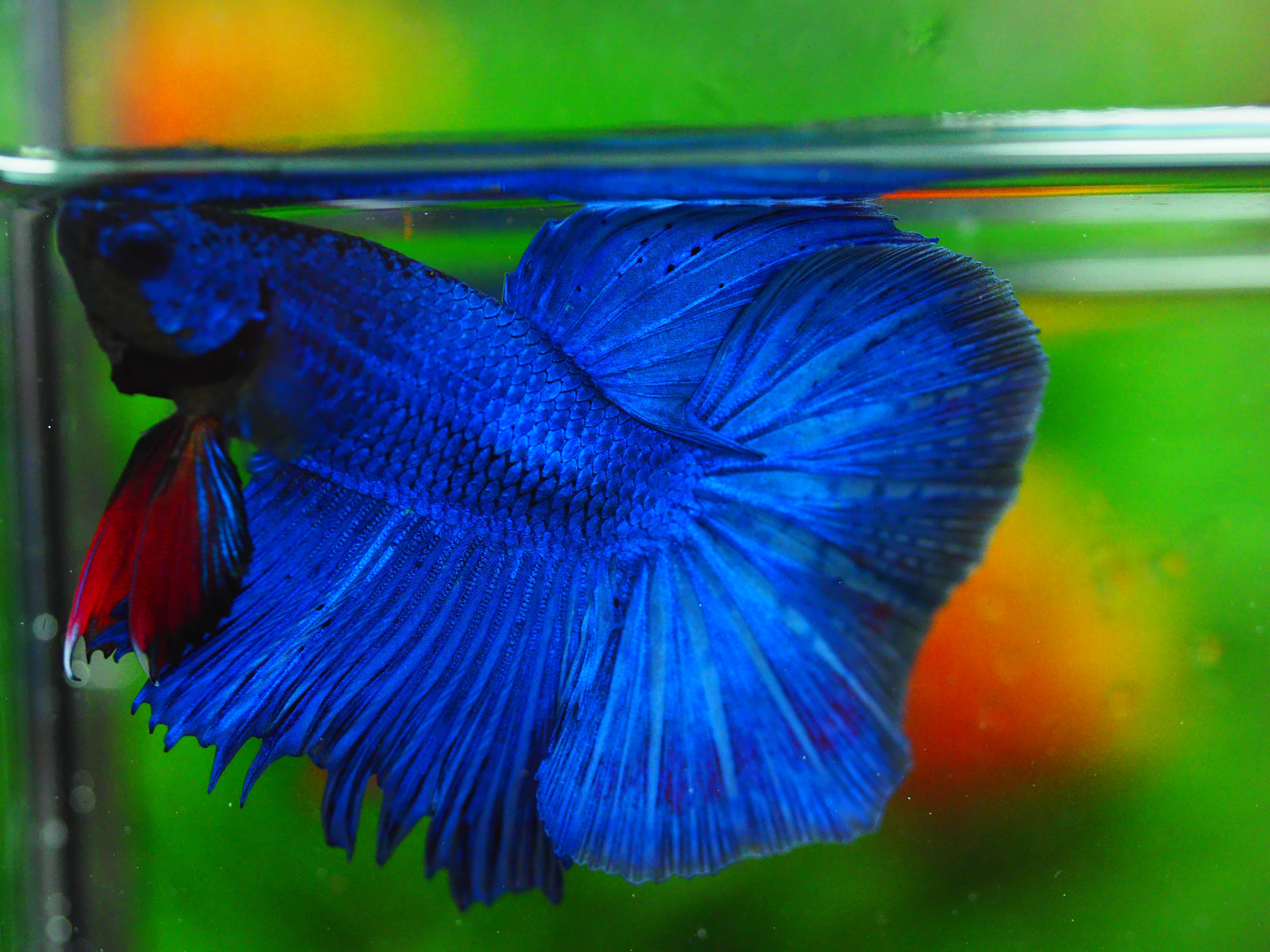 HM FANCY MALE GRADE A+++