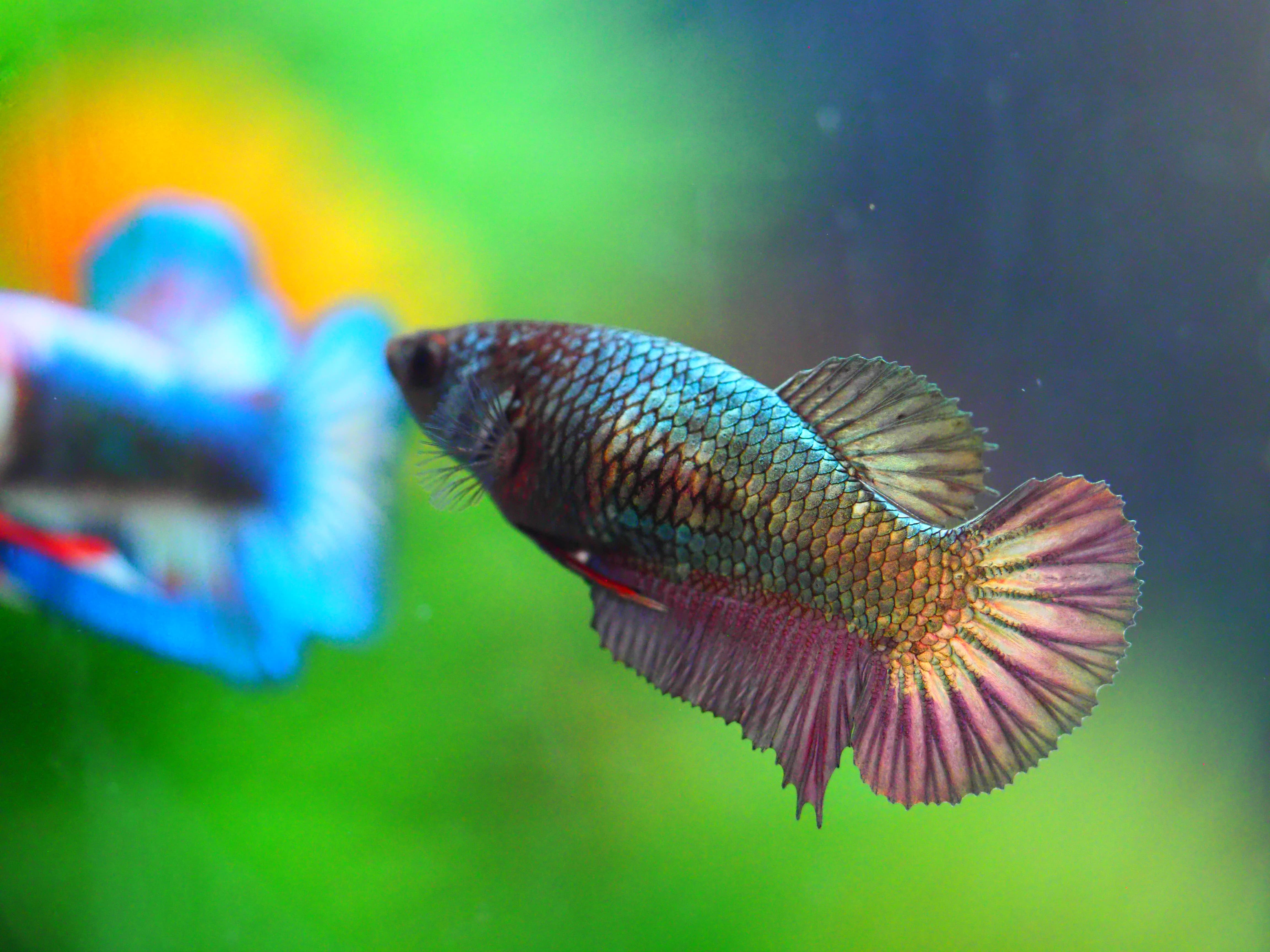 HMPK COPPER FNMALE GRADE A +++