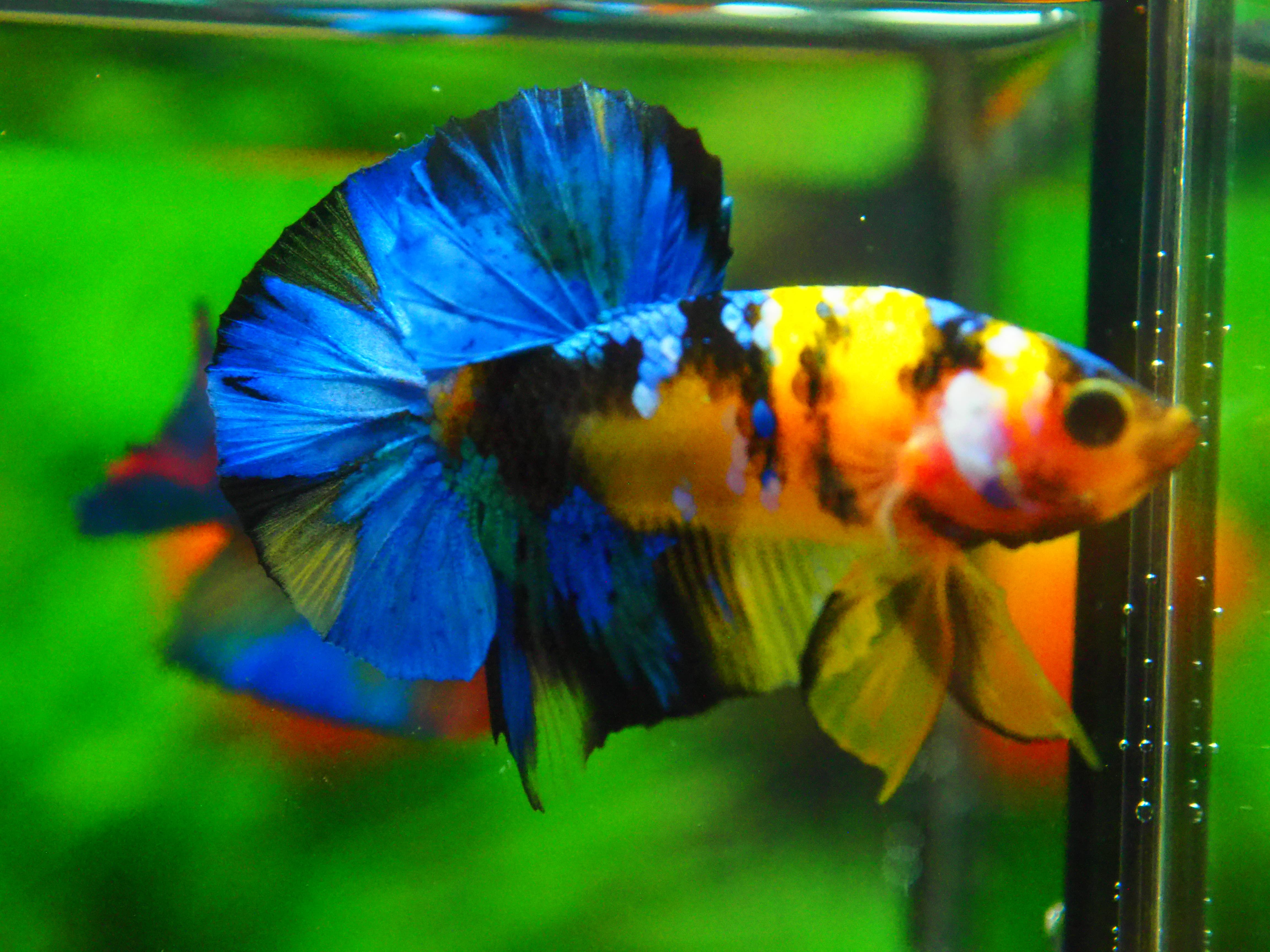 HMPK KOI YELLOW FN MALE GRADE A +++