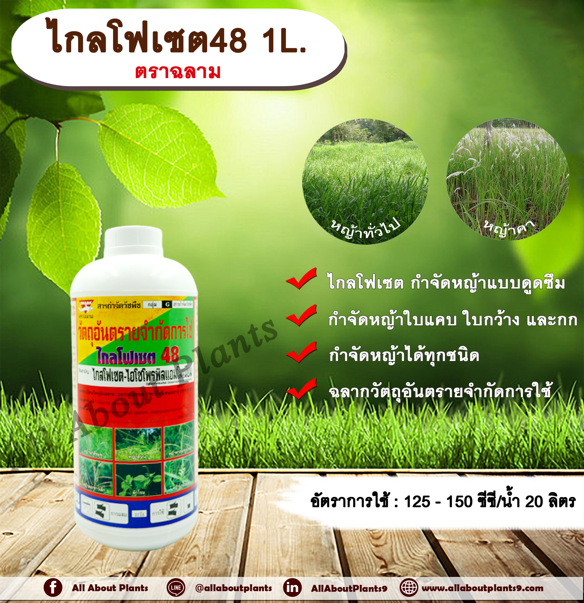ไกลโฟเซต48 ตราฉลาม 1L. ไกลโฟเซต สารกำจัดวัชพืช แบบดูดซึม กำจัดหญ้าทั่วไป หญ้าคา วัชพืชข้ามปี และกก ดูดซึมไม่เลือกทำลาย Glyphosate allaboutplants ชิ้น
