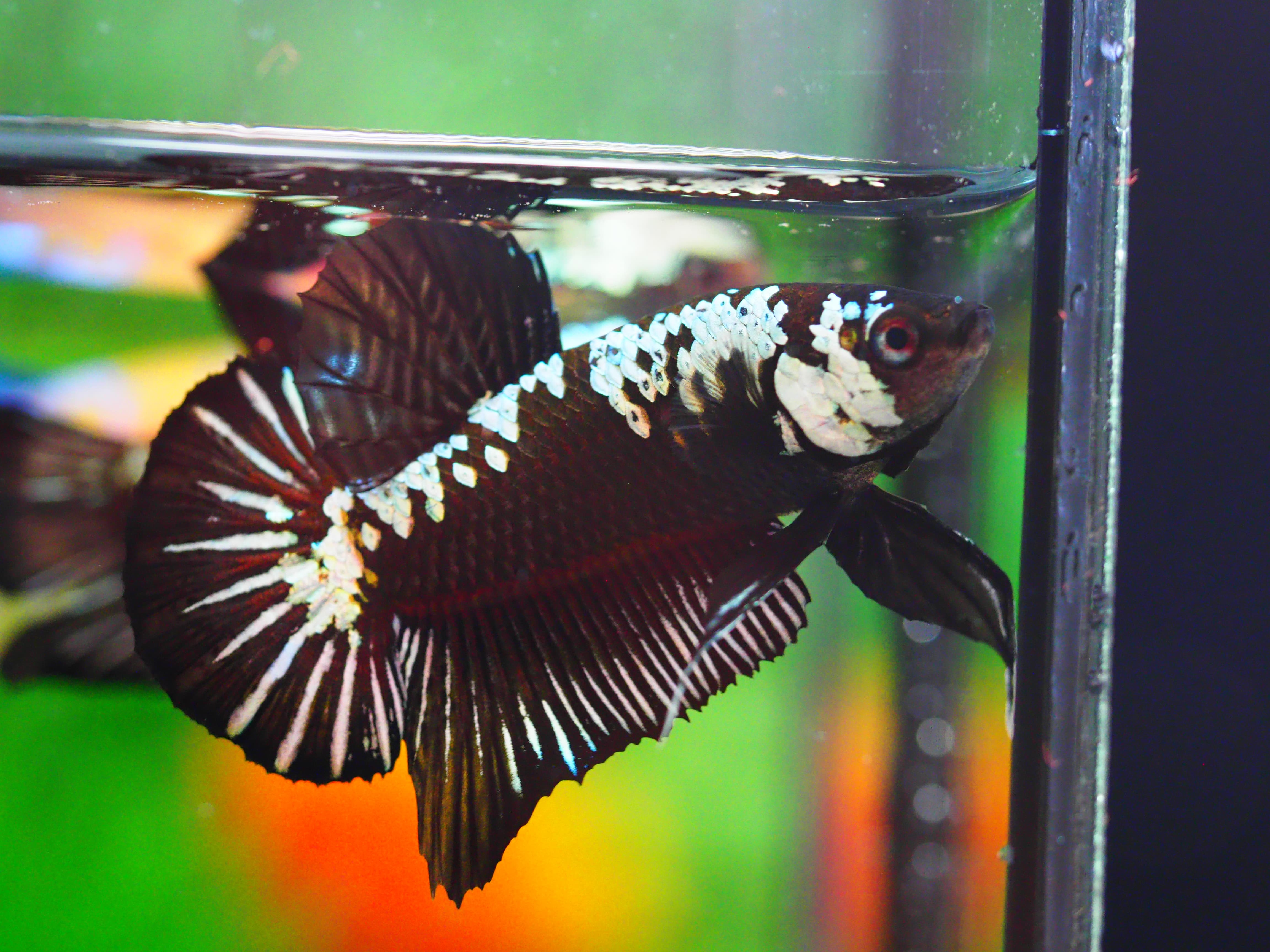 HMPK SAMURIA MALE GRADE A +++