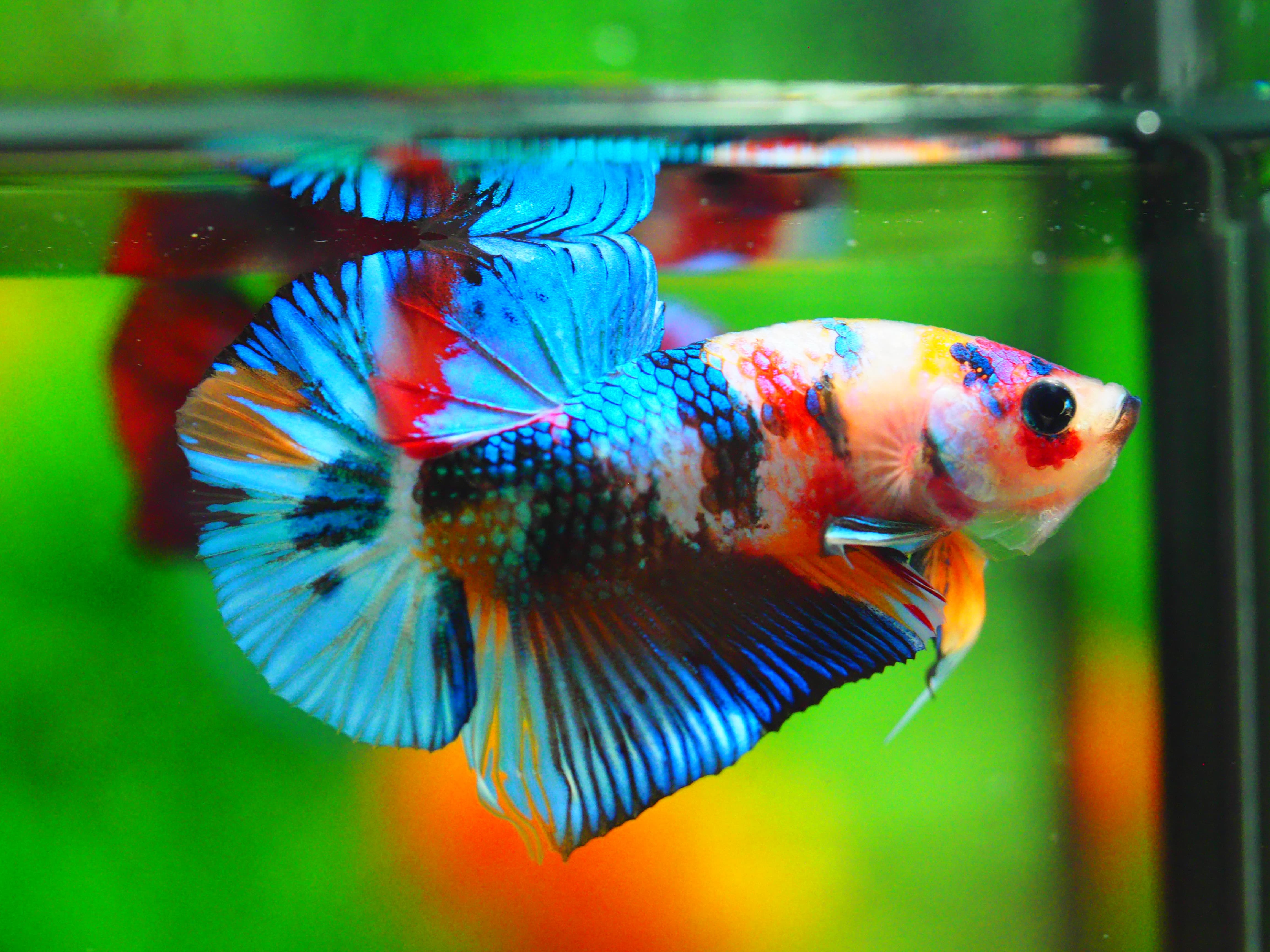 HMPK KOI GALAXY MALE GRADE A +++