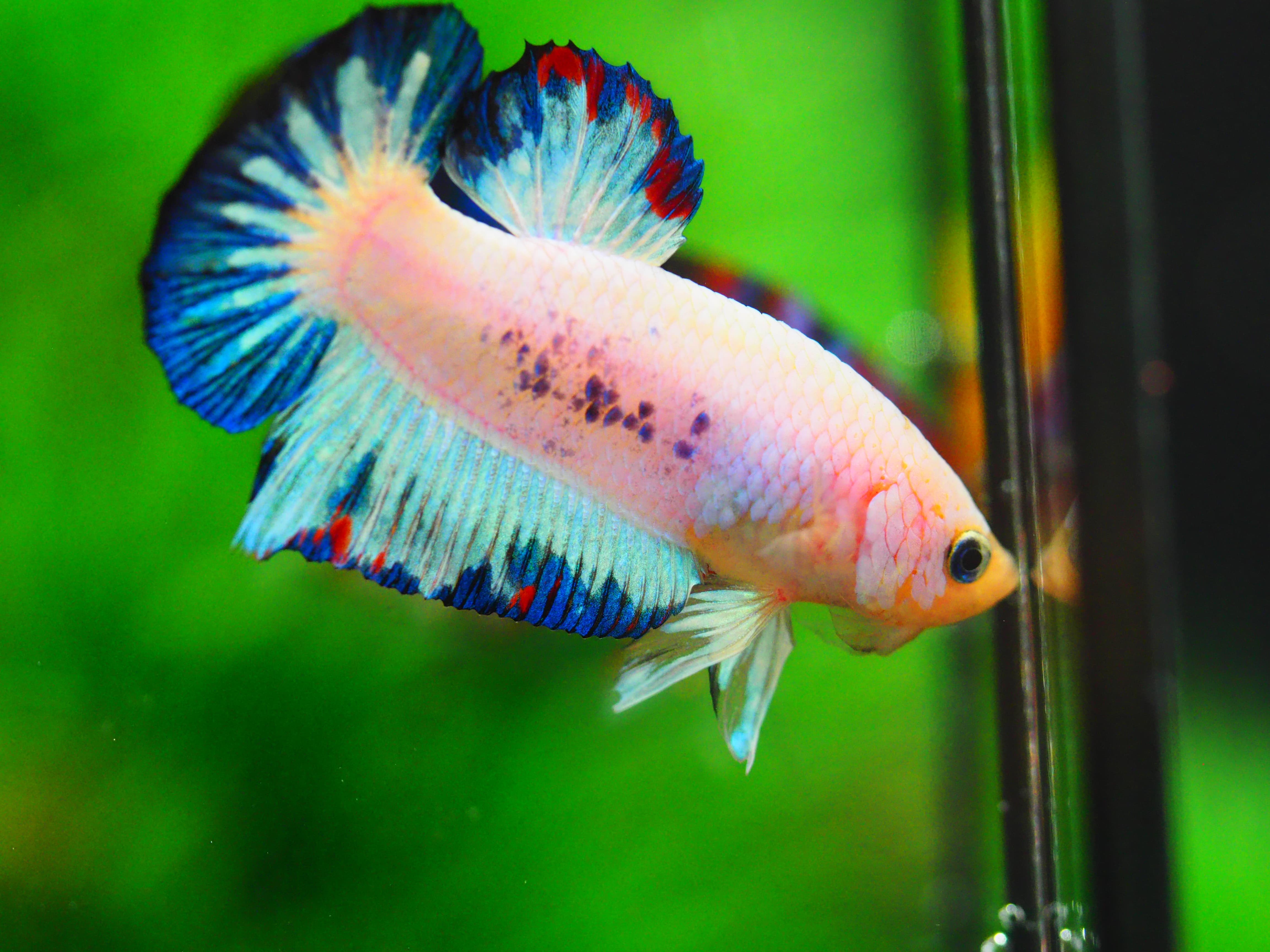 HMPK KOI FANCY MALE GRADE A+++ ปลาเด็ก