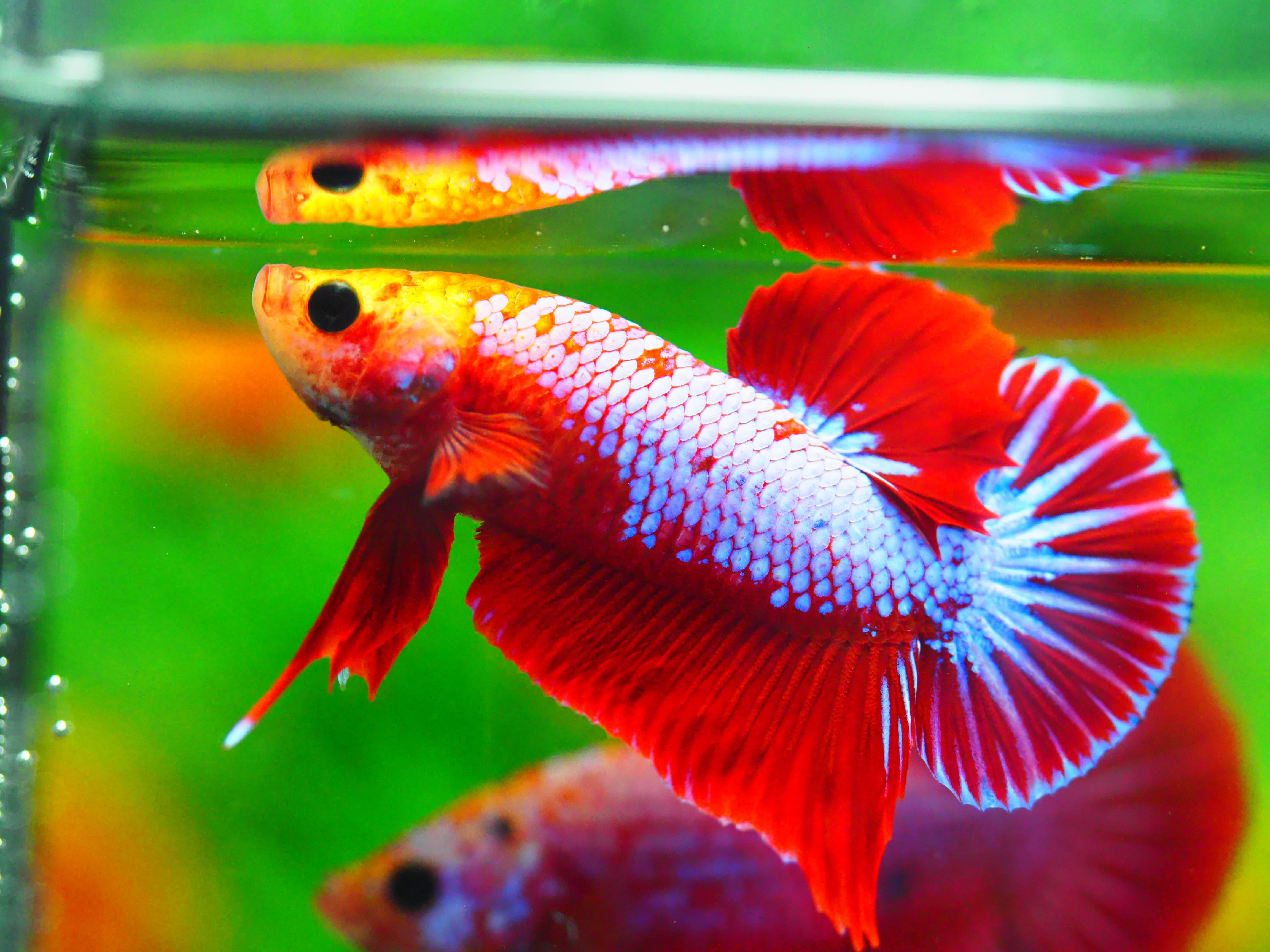 HMPK FANCY MALE GRADE A +++