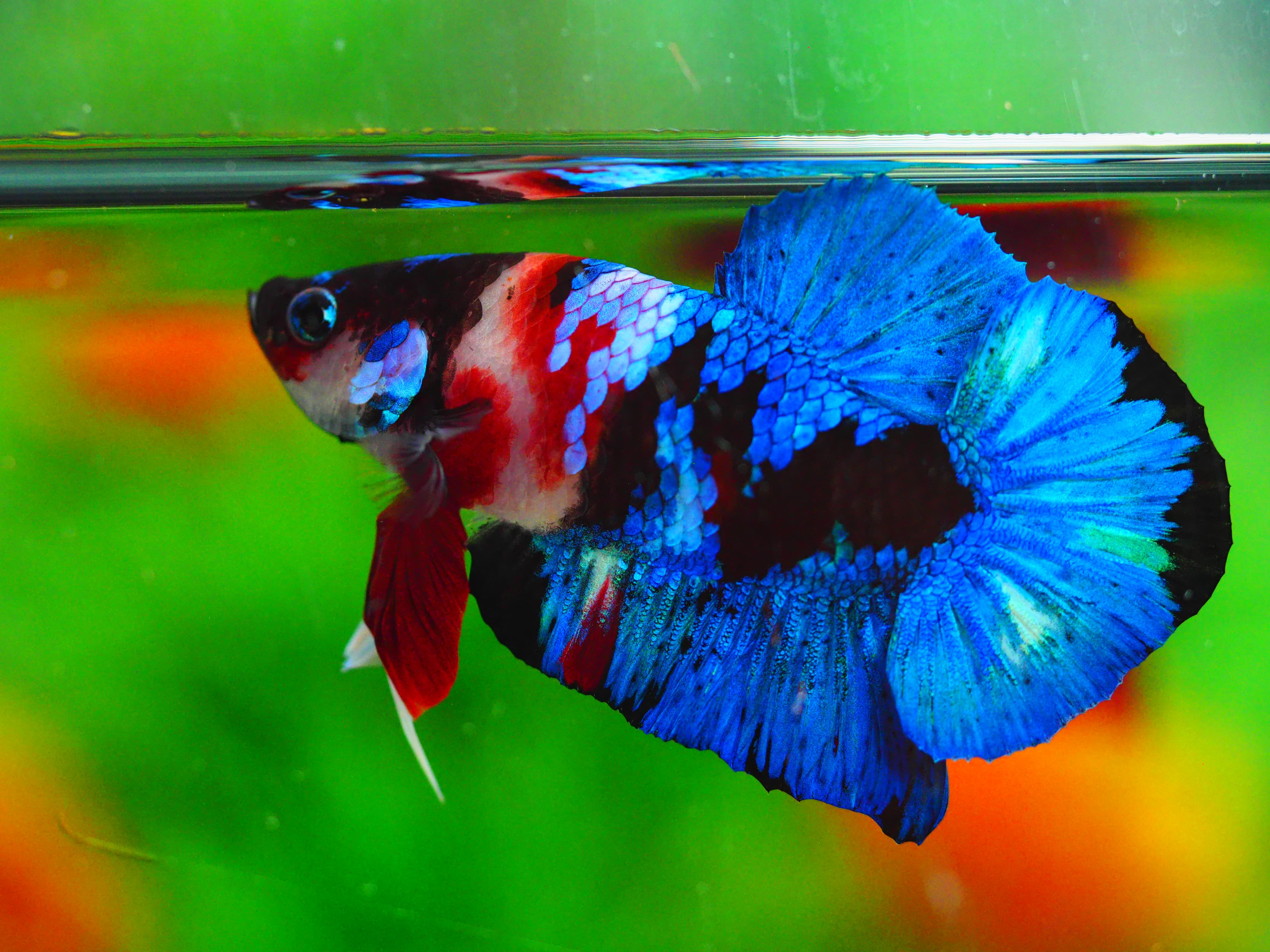 HMPK KOI GALAXY MALE GRADE A+