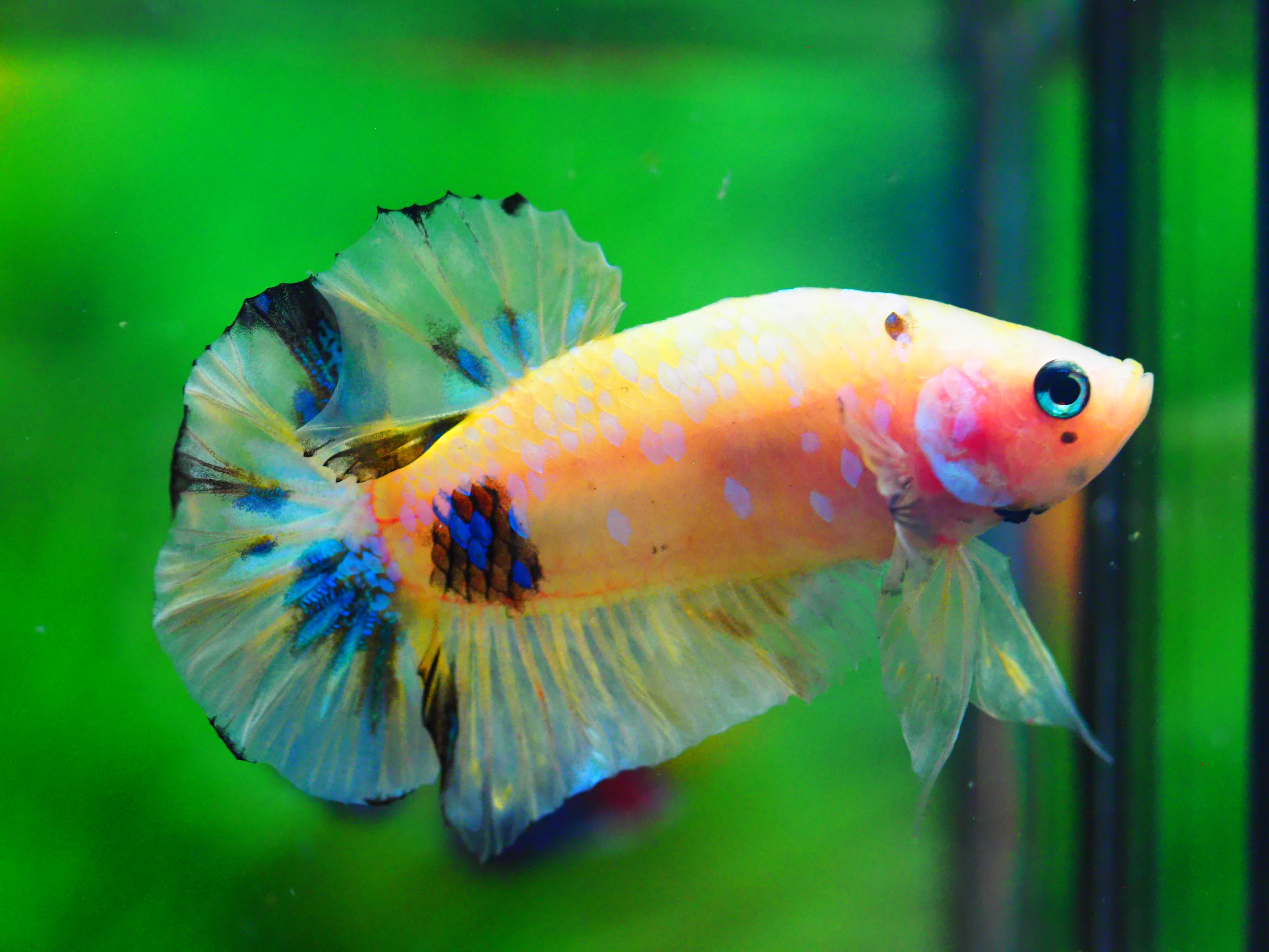 HMPK KOI YELLOW MALE GRADE A +++