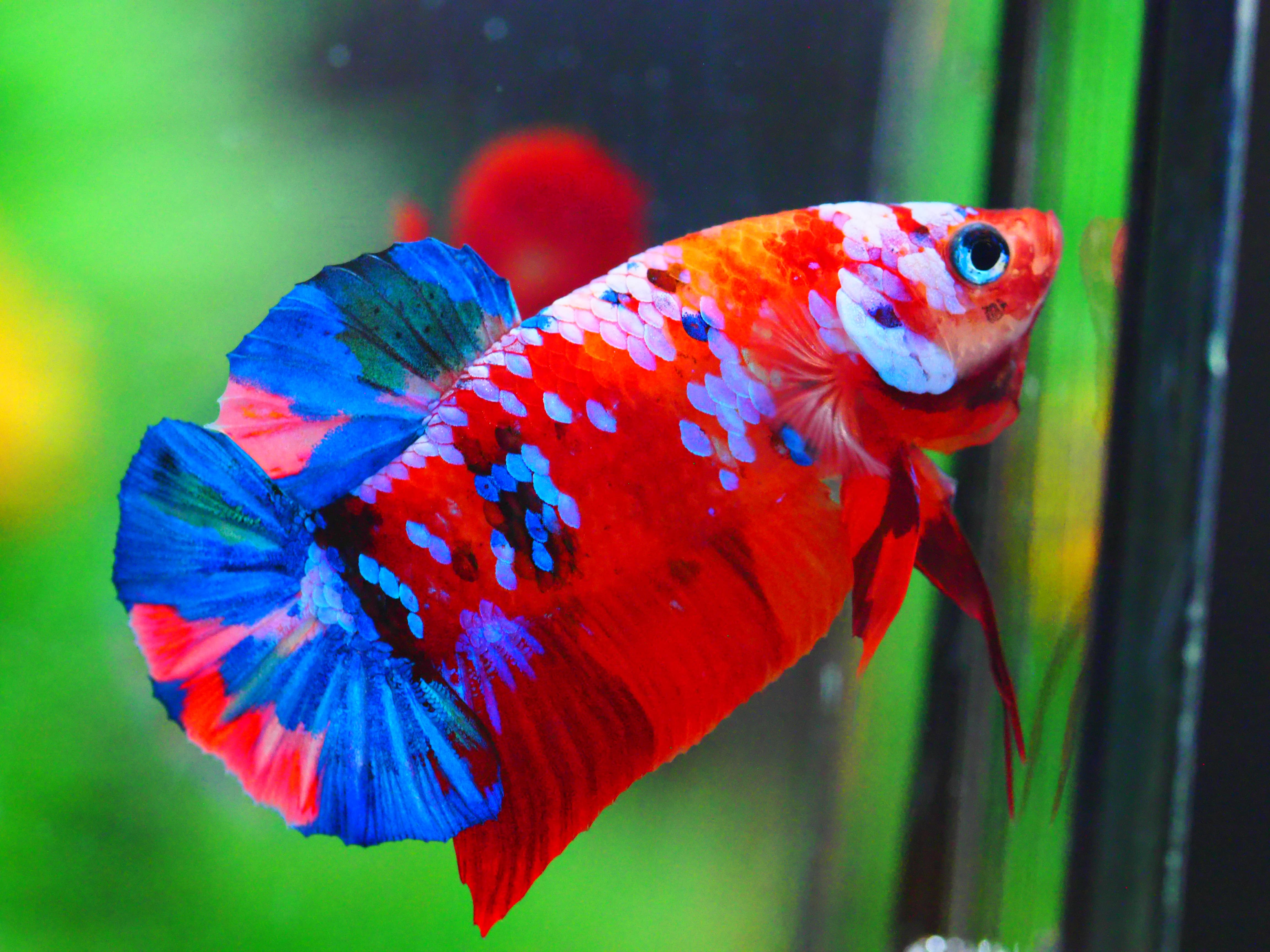 HMPK KOI GALAXY MALE GRADE A +++