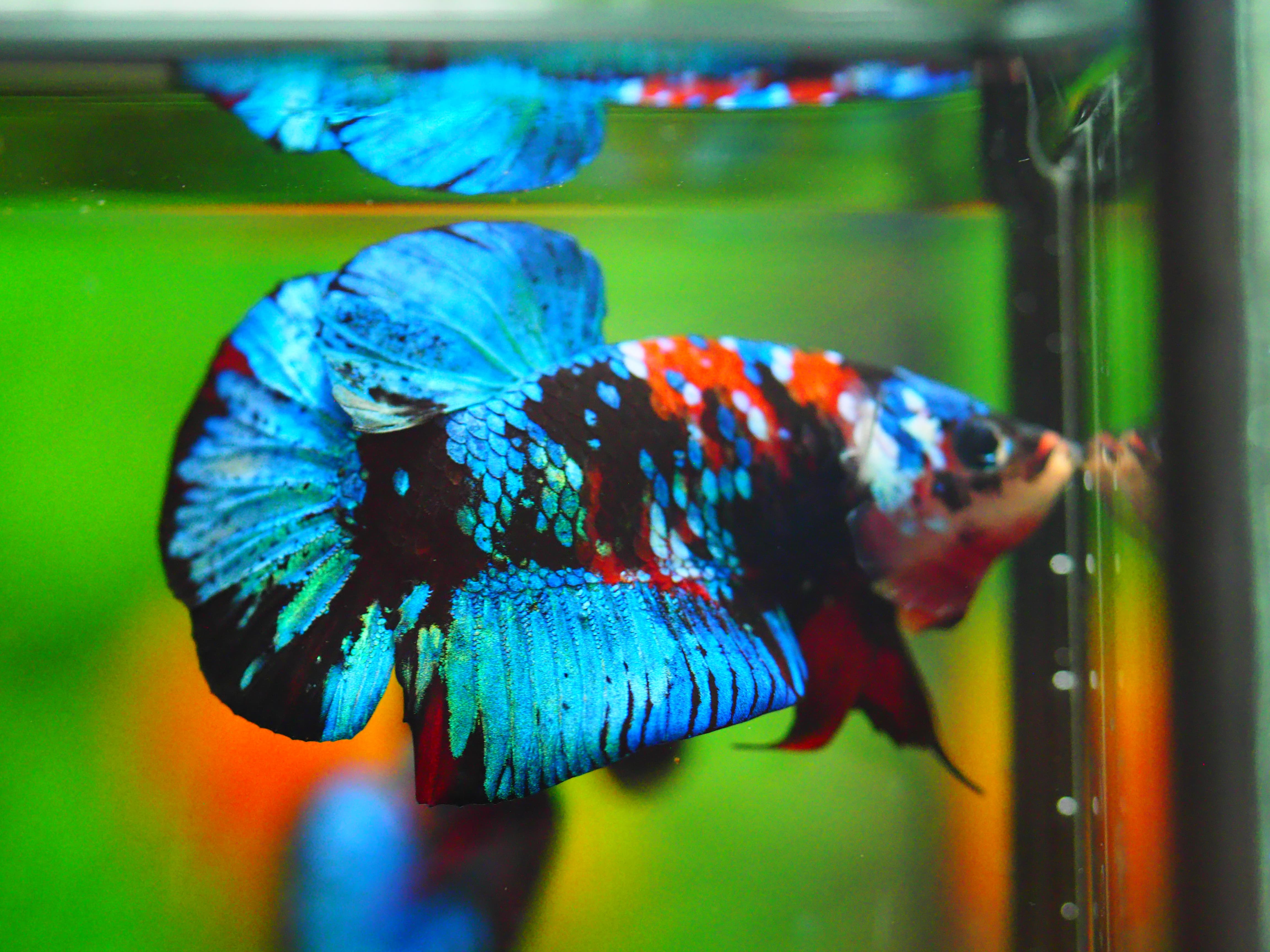 HMPK KOI GALAXY MALE GRADE A +++