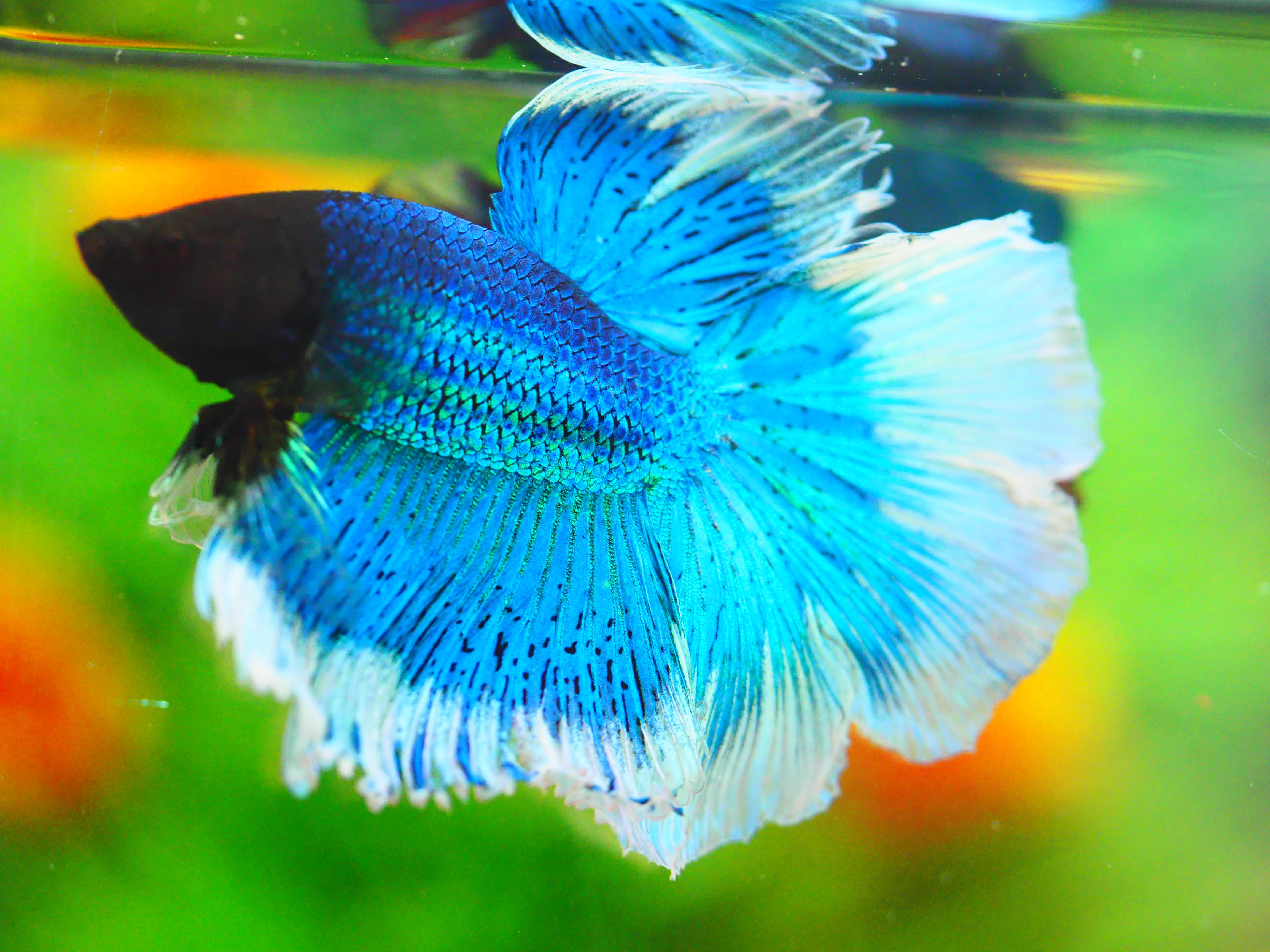 HM FANCY MALE GRADE A +++