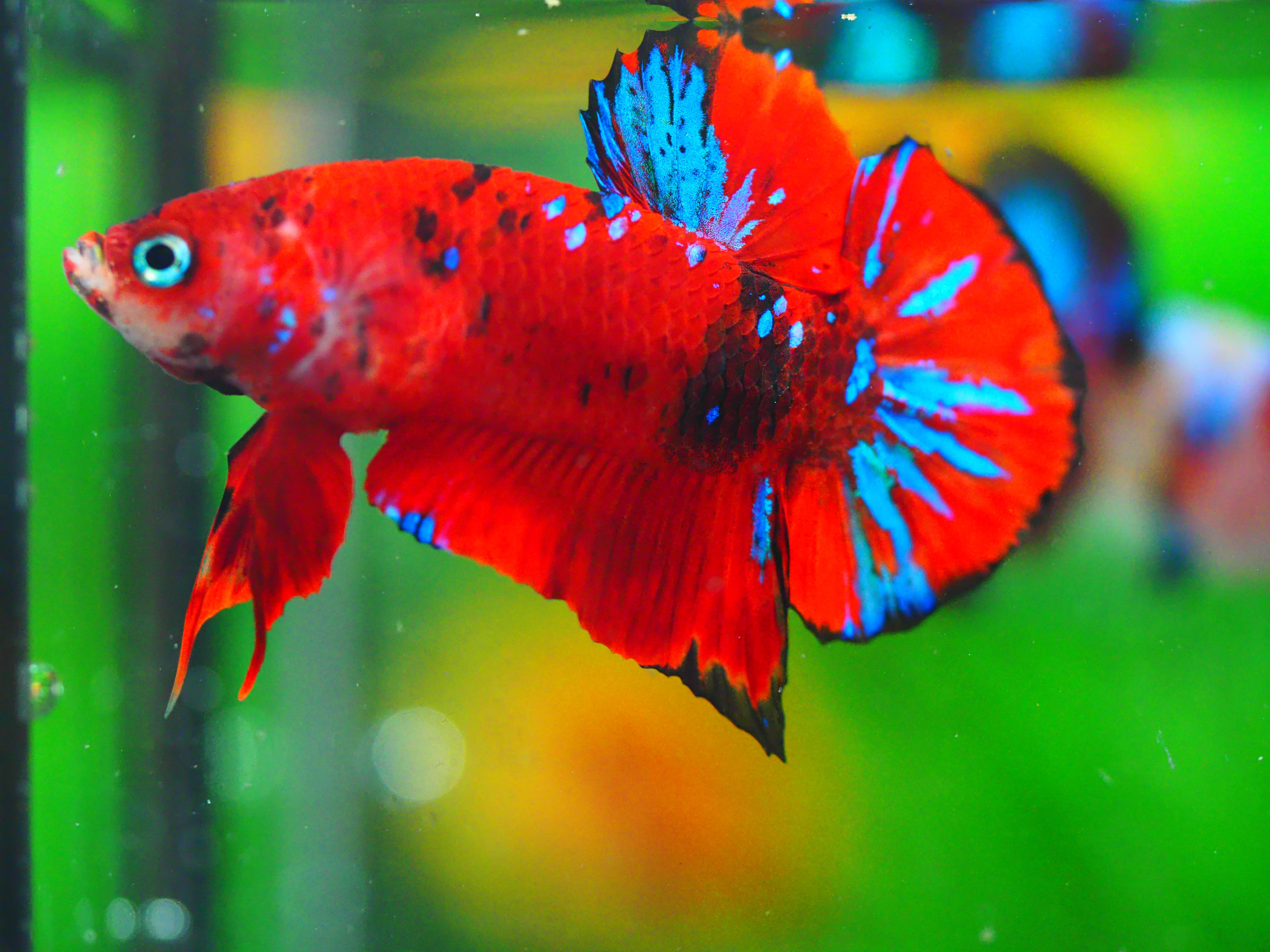 HMPK KOI GALAXY MALE GRADE A +++