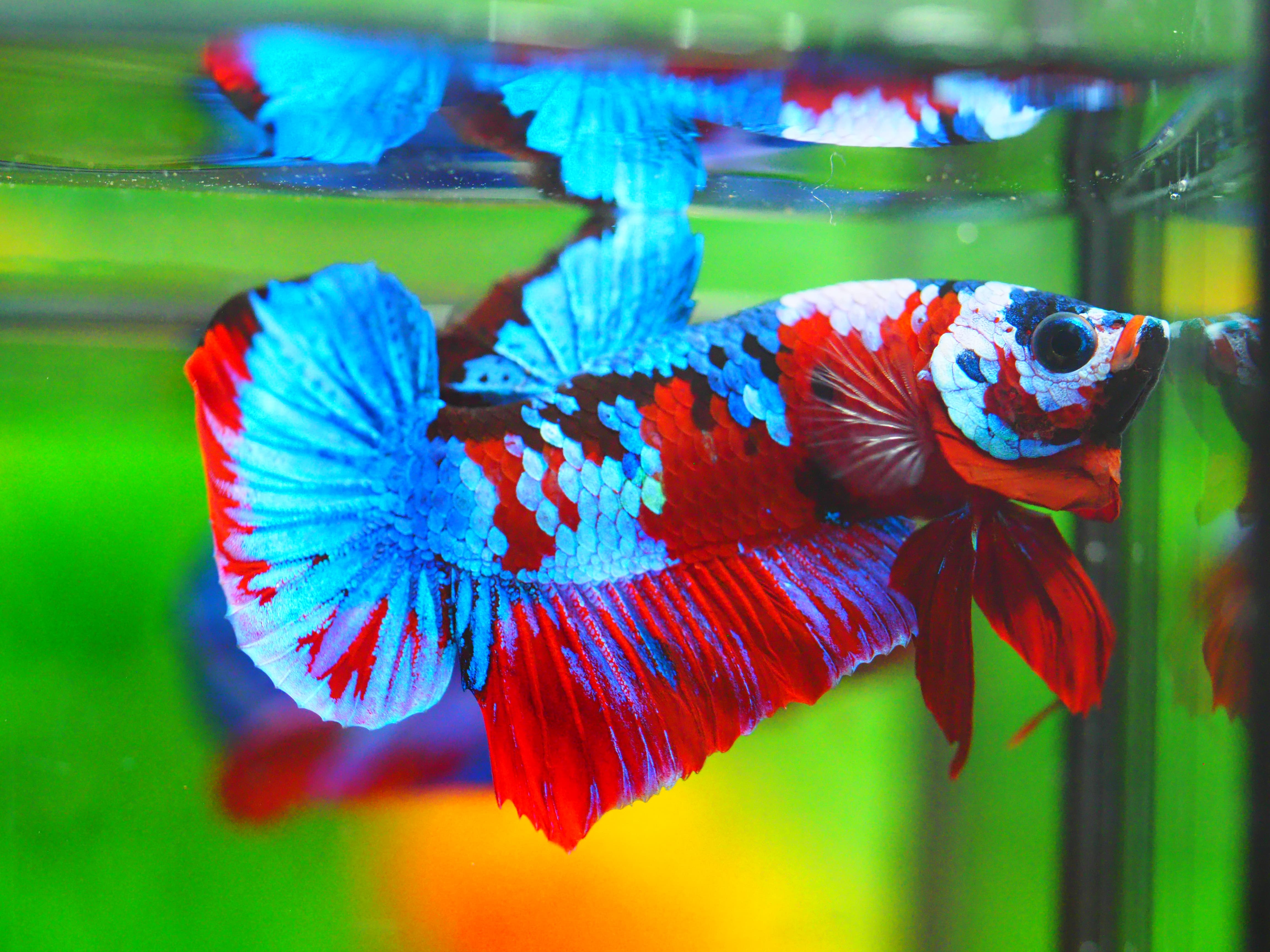 HMPK KOI GALAXY MALE GRADE A +++