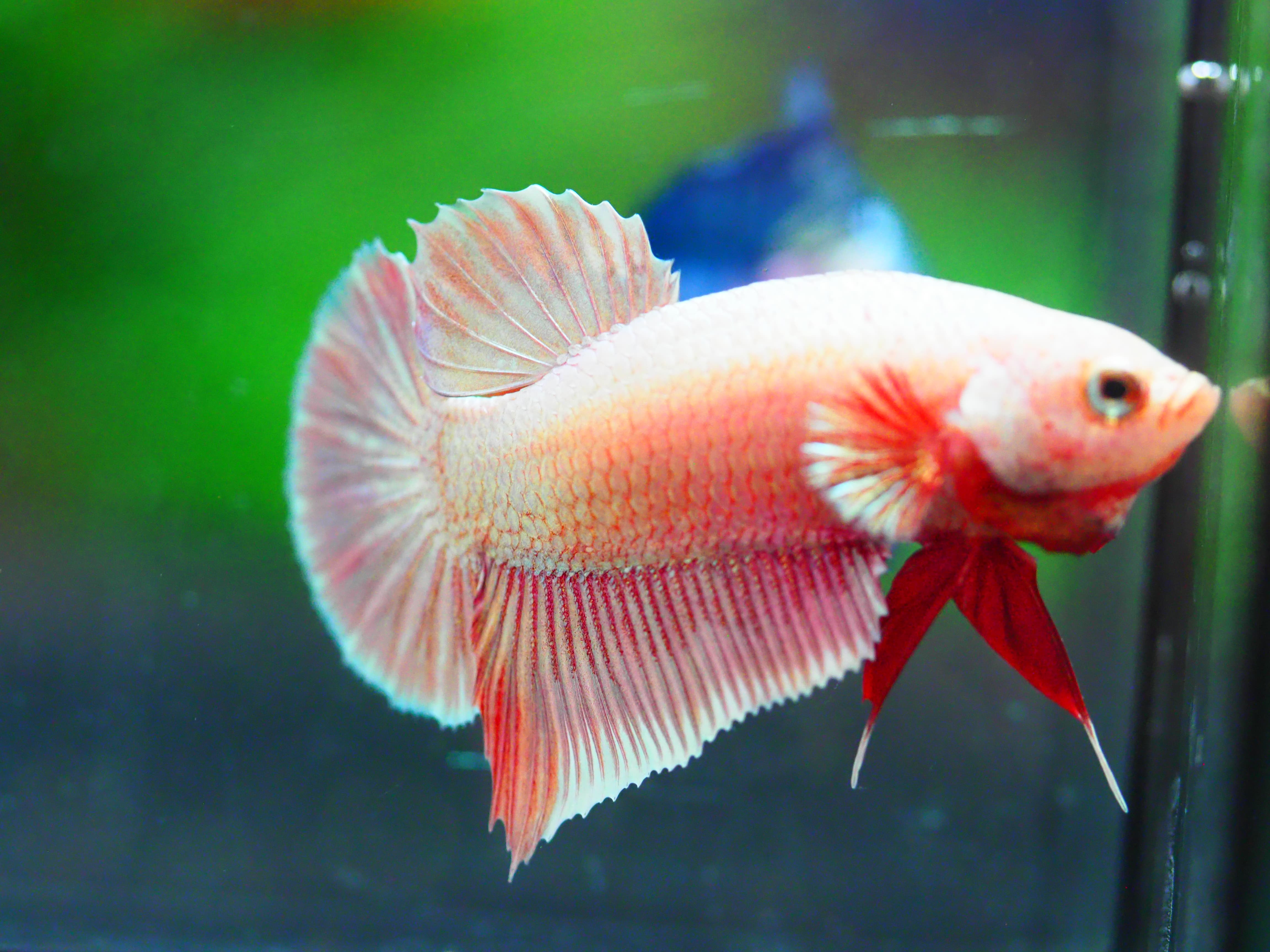 HMPK FANCY MALE GRADE A +++