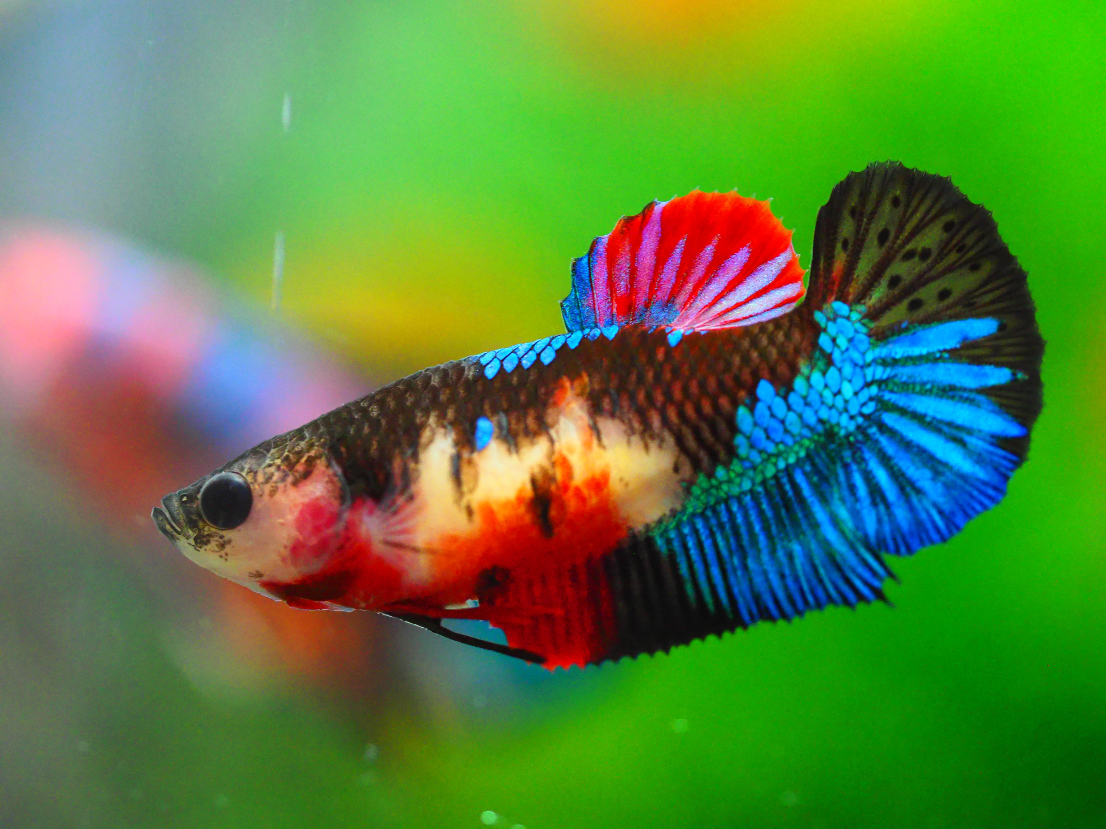 HMPK KOI GALAXY FNMALE GRADE A +++