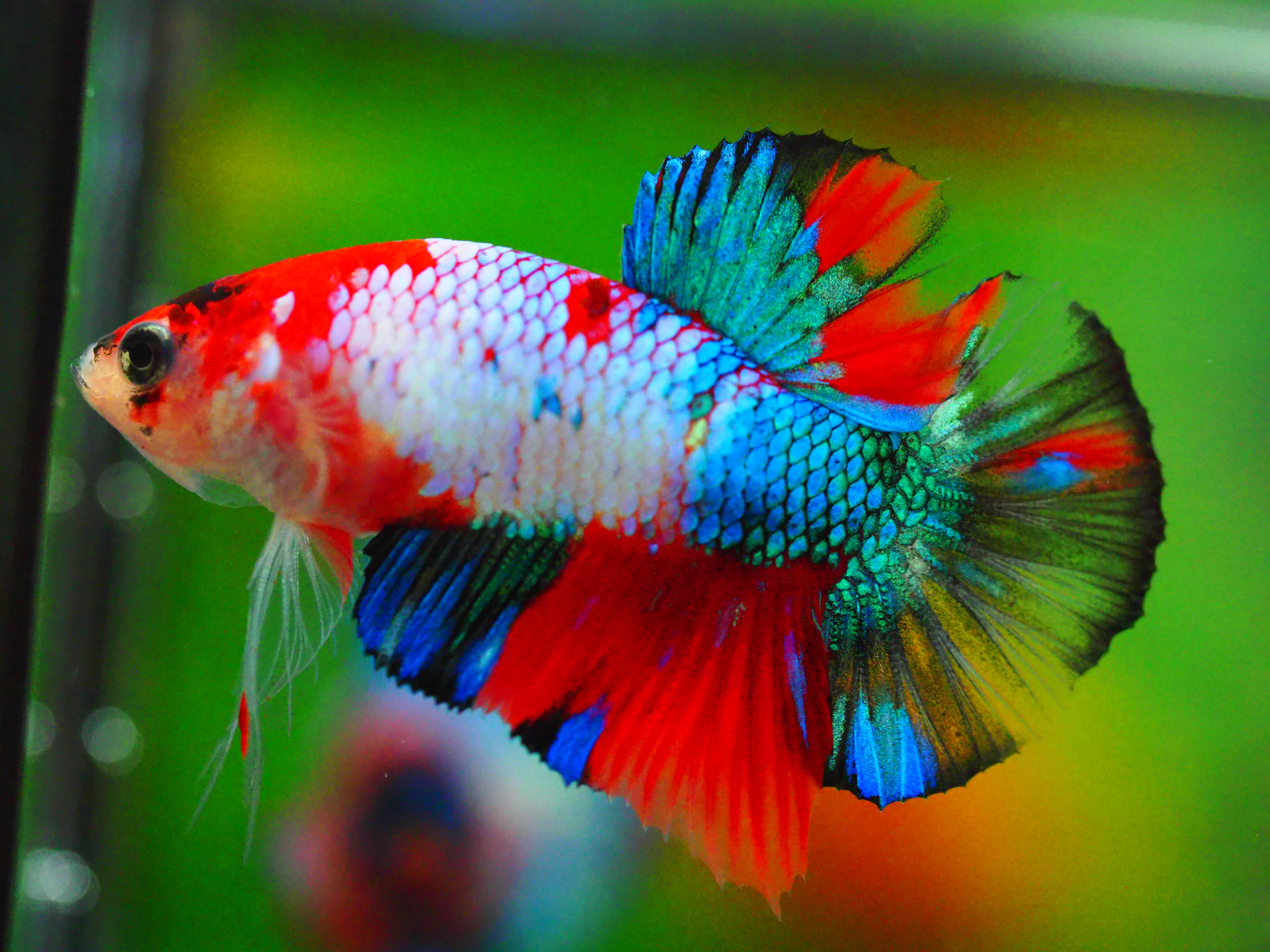 HMPKKOI GALAXY MALE GRADE A +++