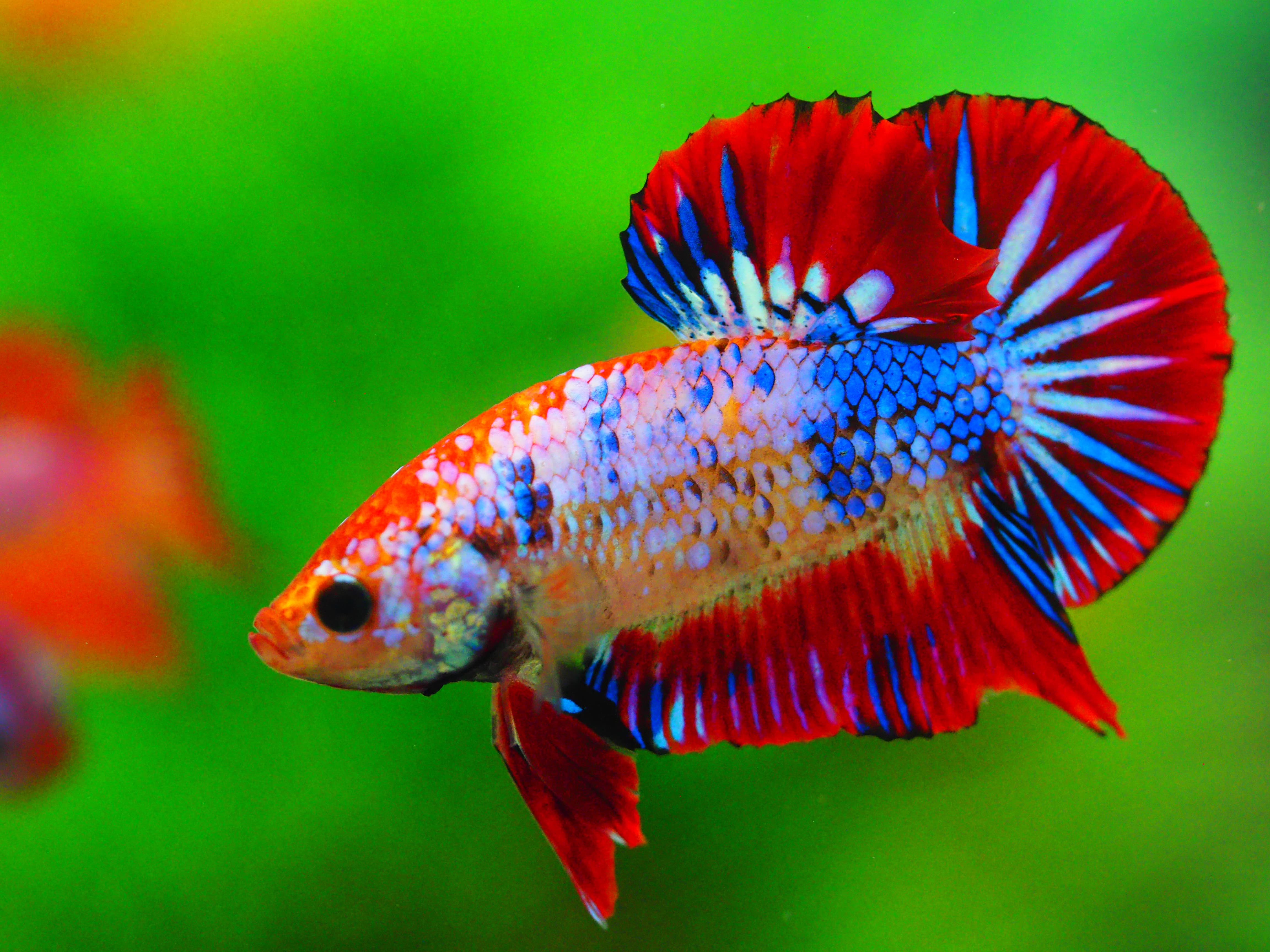 HMPK FANCY MALE GRADE A +++