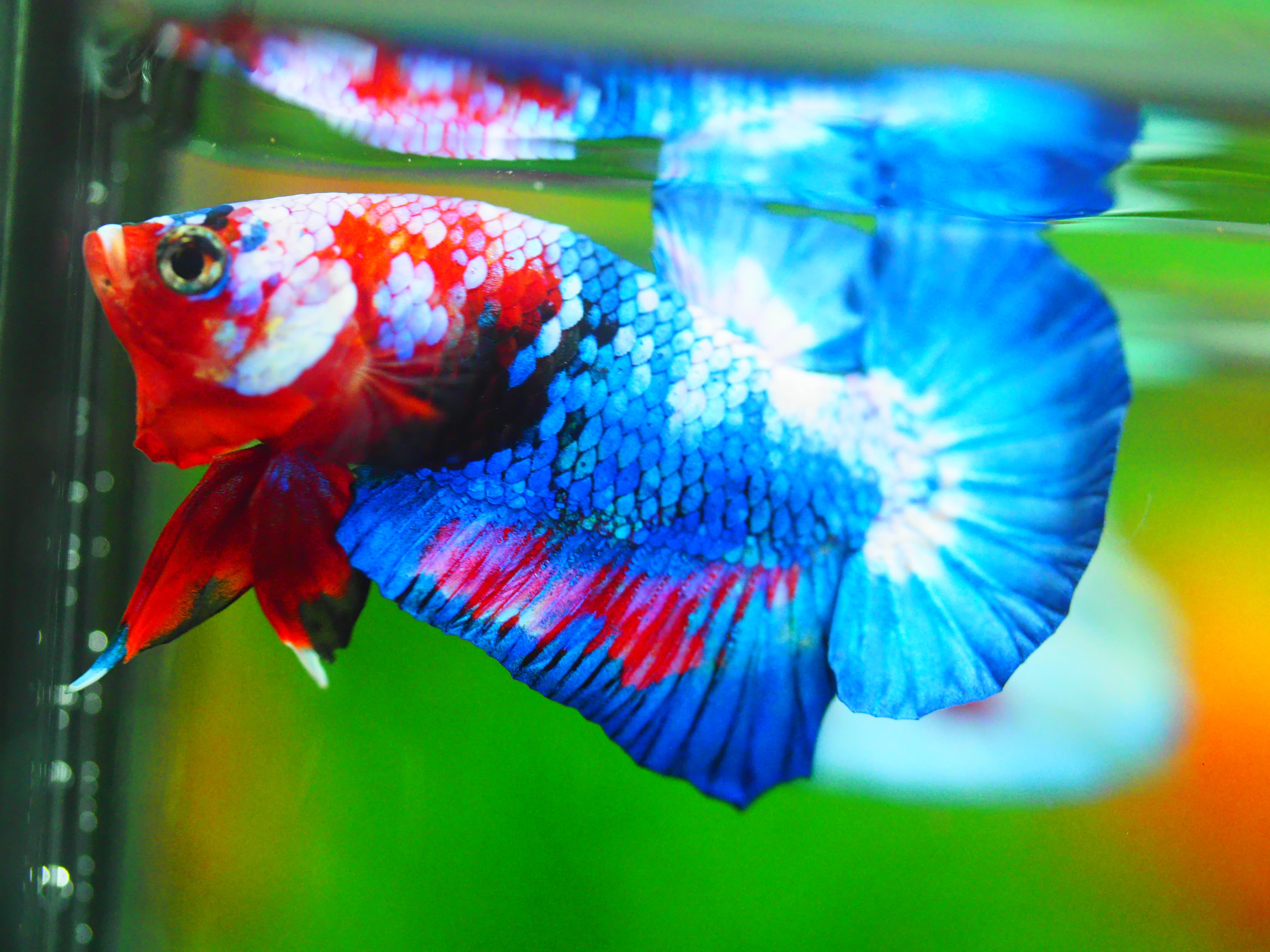 HMPK KOI FANCY MALE GRADE A +++