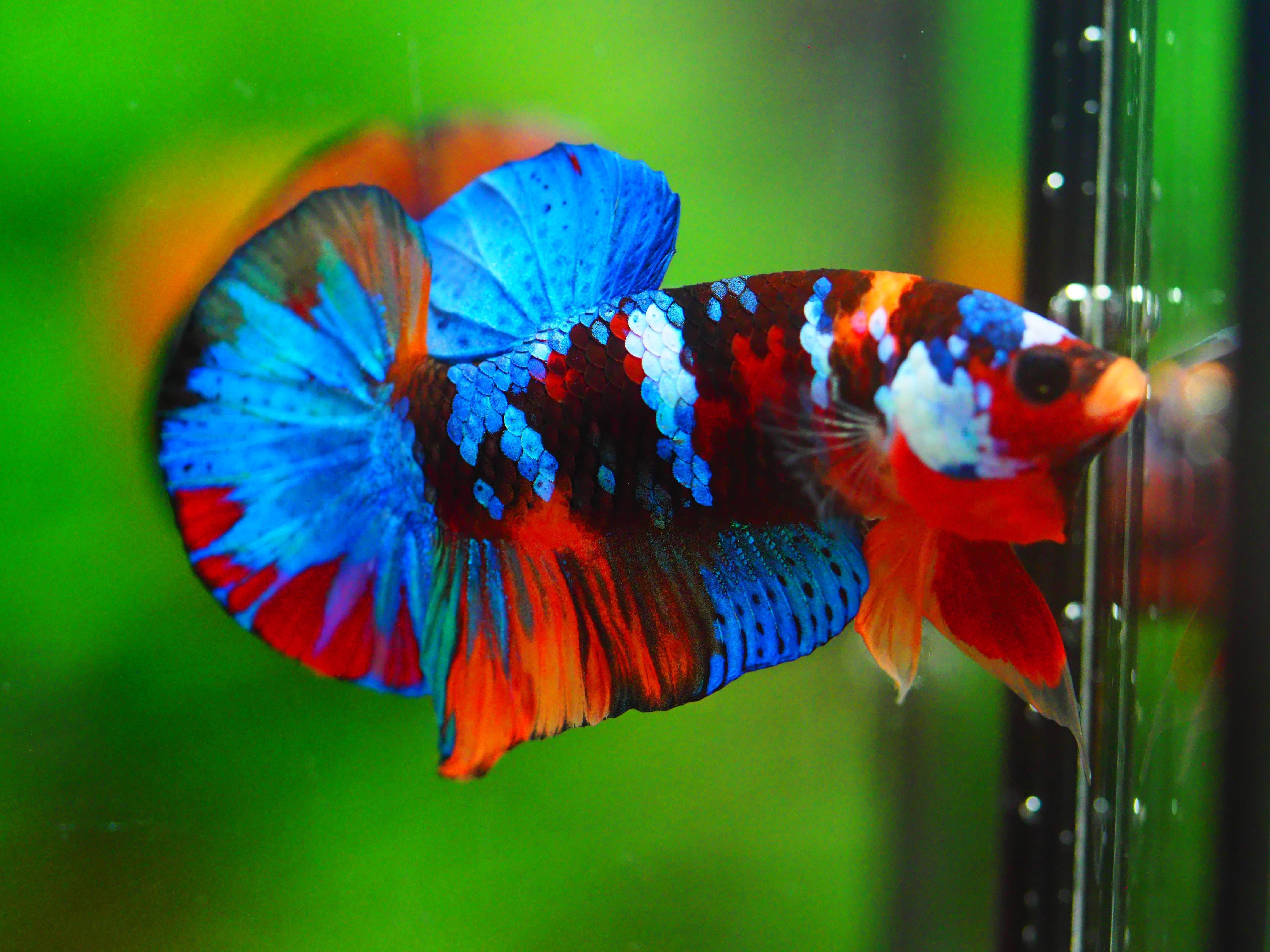 HMPK NEMO GALAXY MALE GRADE A +++