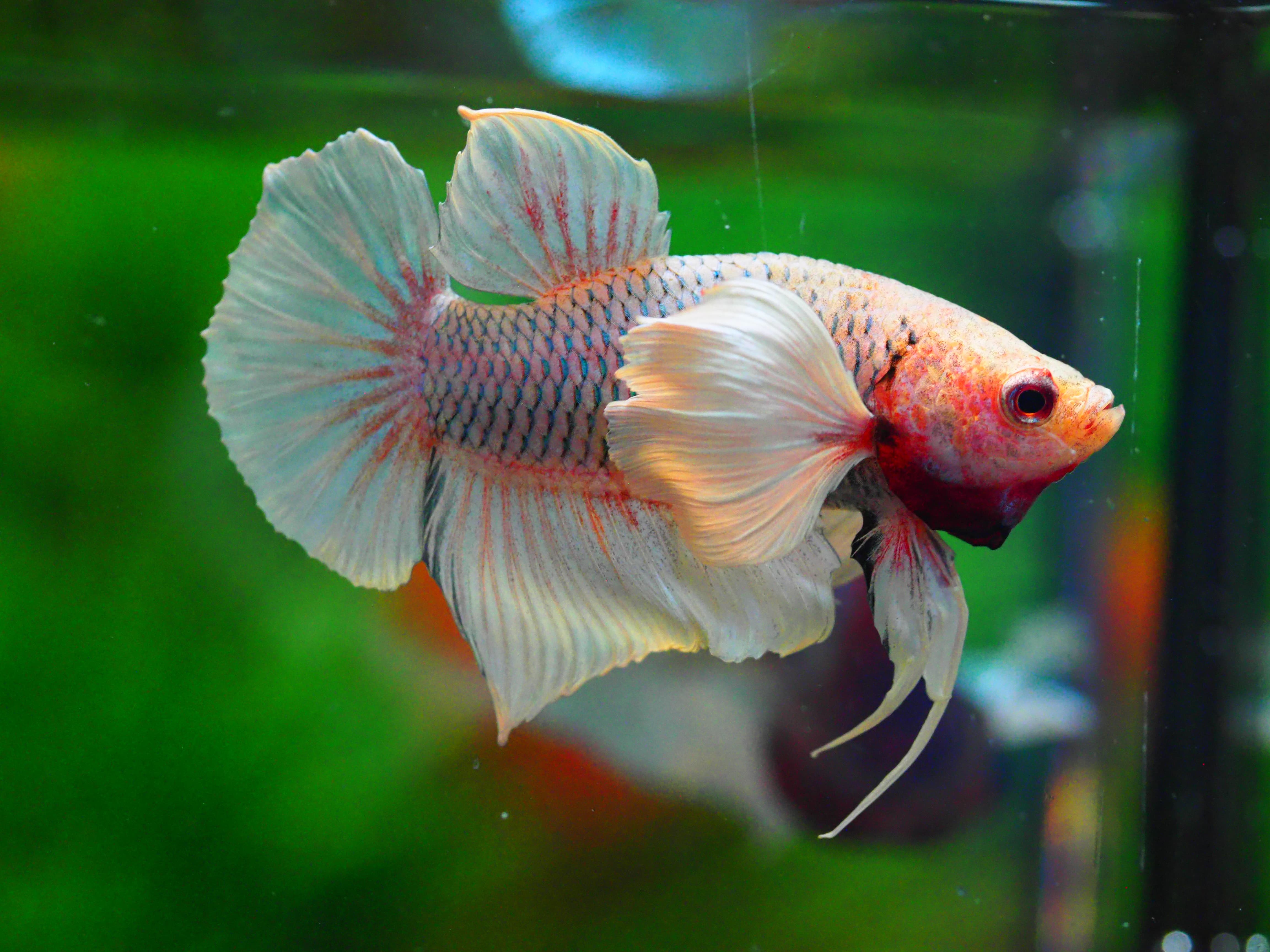 HMPK DUMBO MALE GRADE C +++